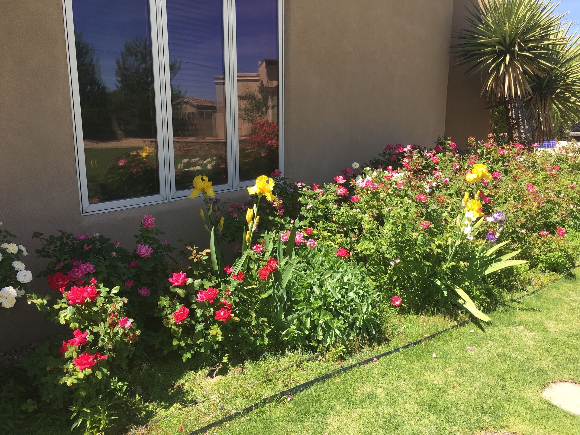 Colorful rose bushes in front of a tan building with a large window reflecting the sky.