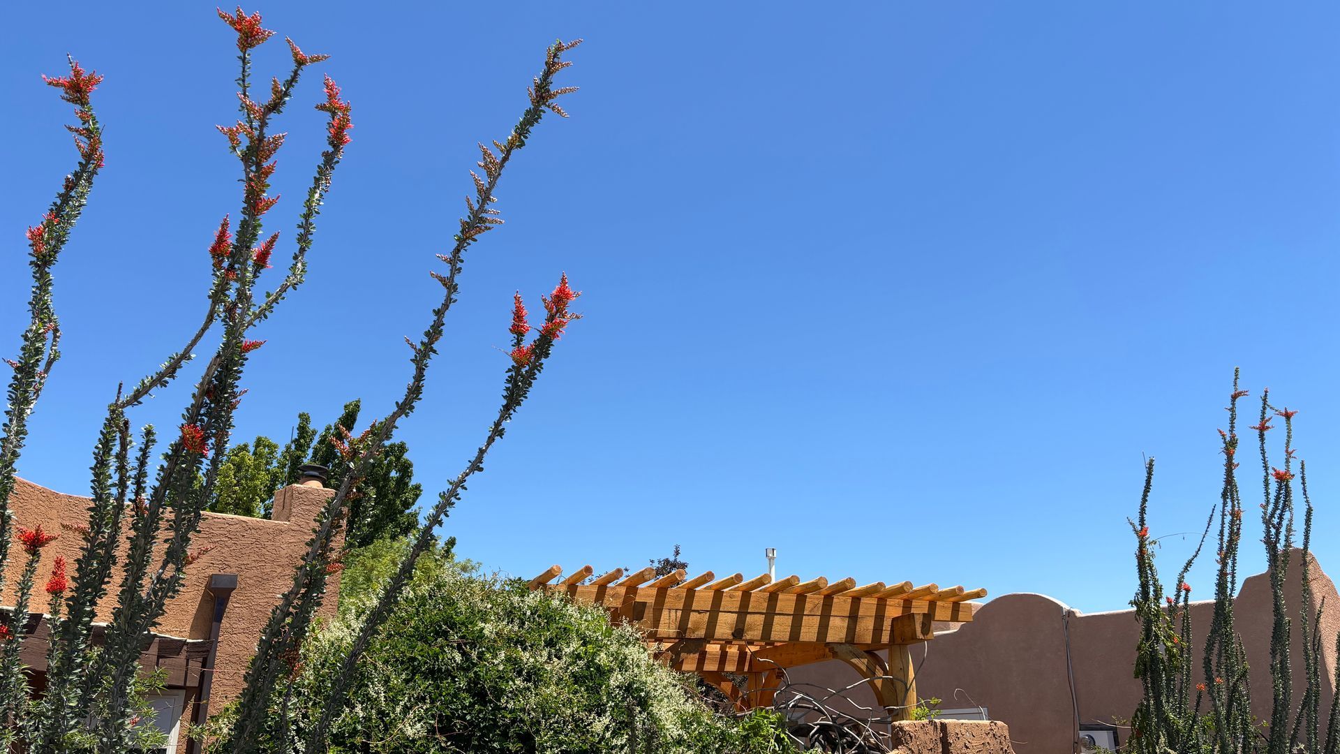 Ocotillo plant with red flowers, against a blue sky and the roof of a building.