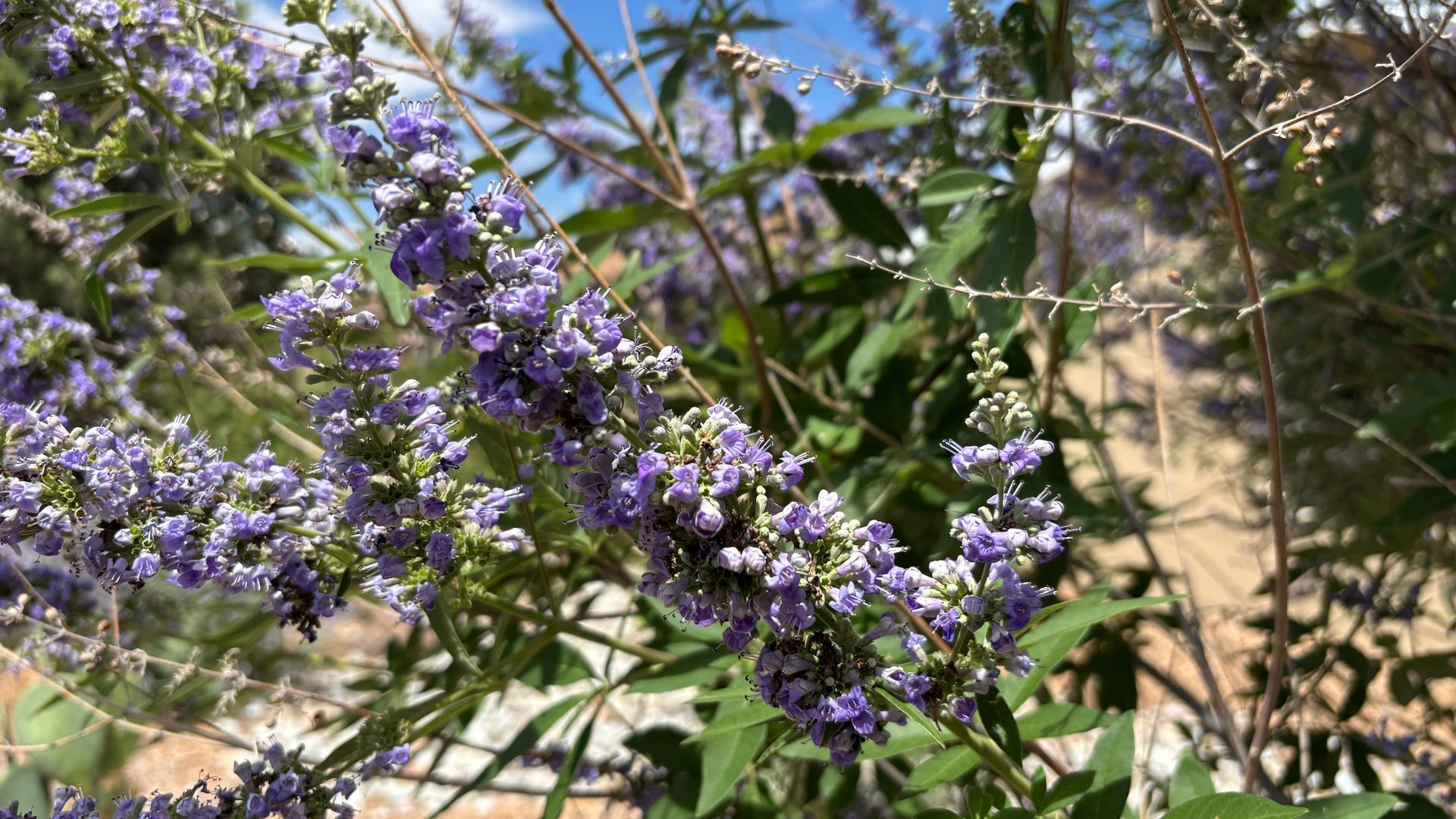 Purple-flowered chaste tree in bloom, with green leaves against a partly cloudy sky.