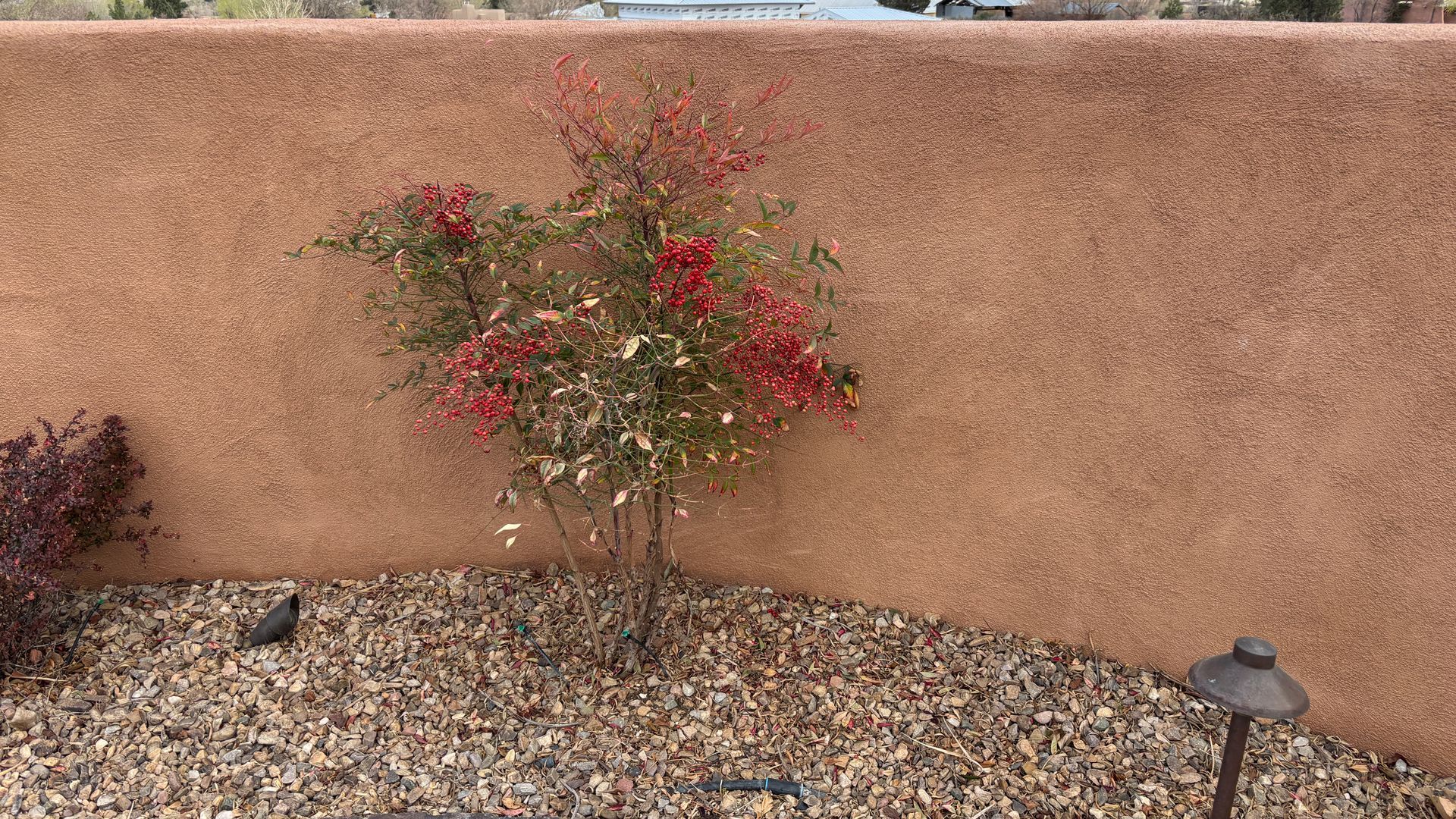 A small tree with red berries grows next to a stucco wall and gravel ground.