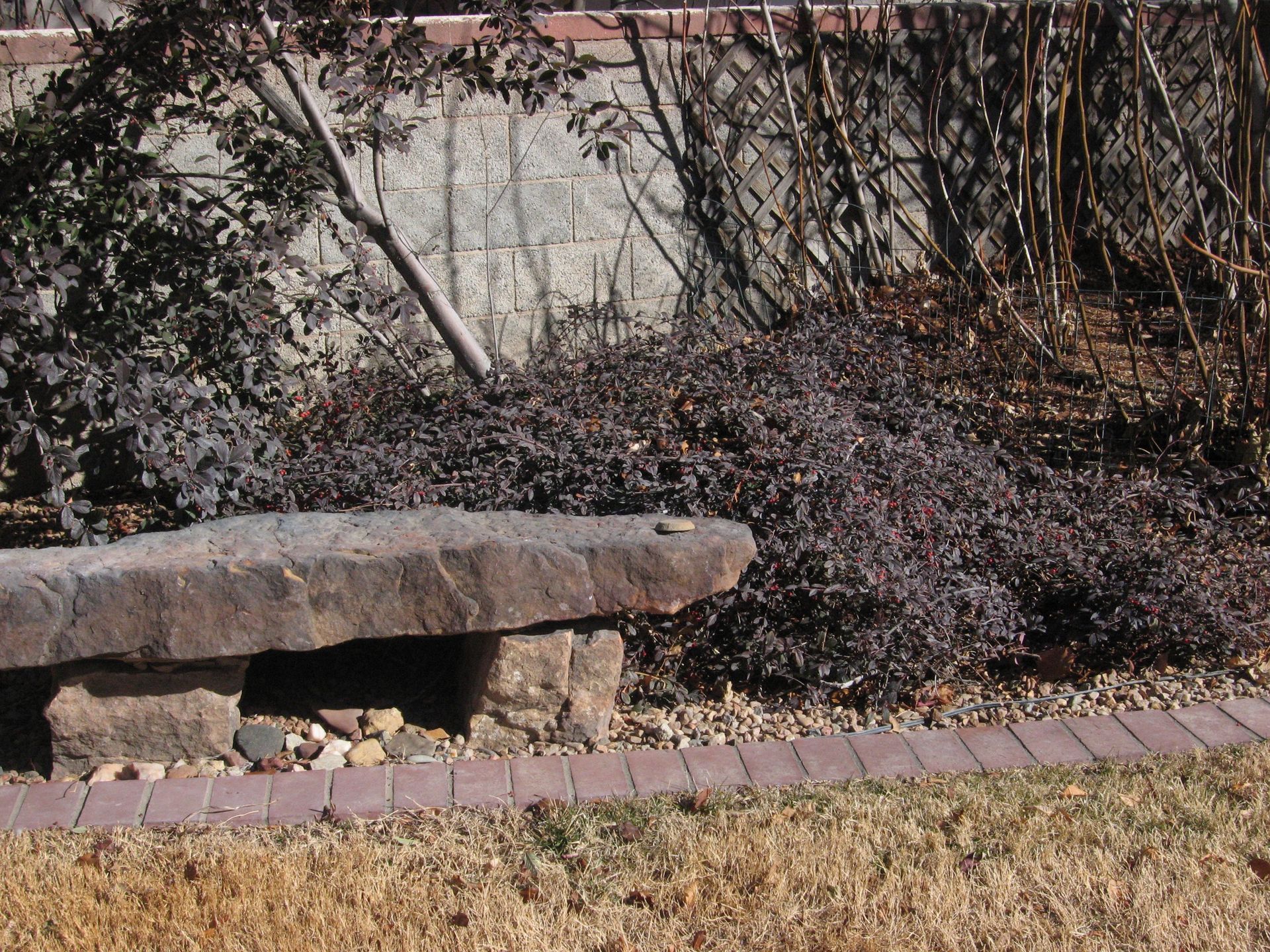 Stone bench in a garden with dark red bushes and a brick border.