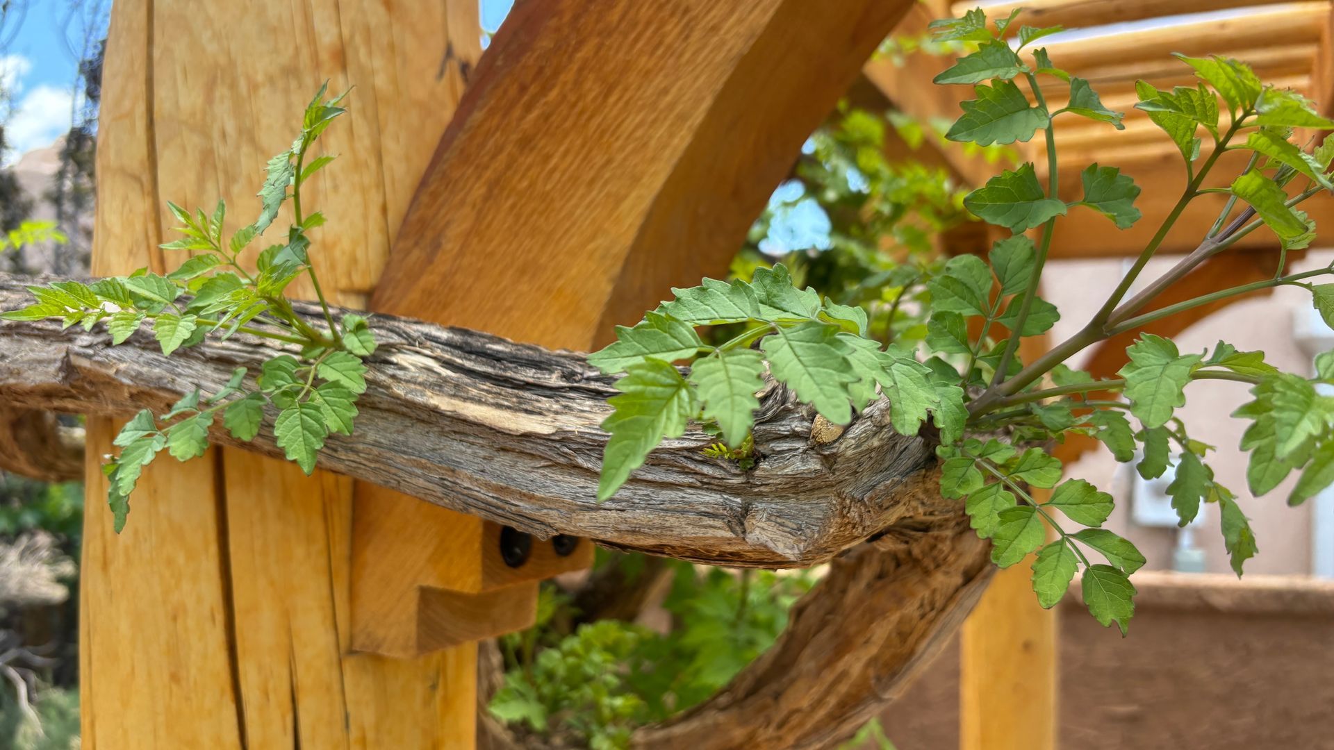 Wooden pergola with green vines growing through the structure.