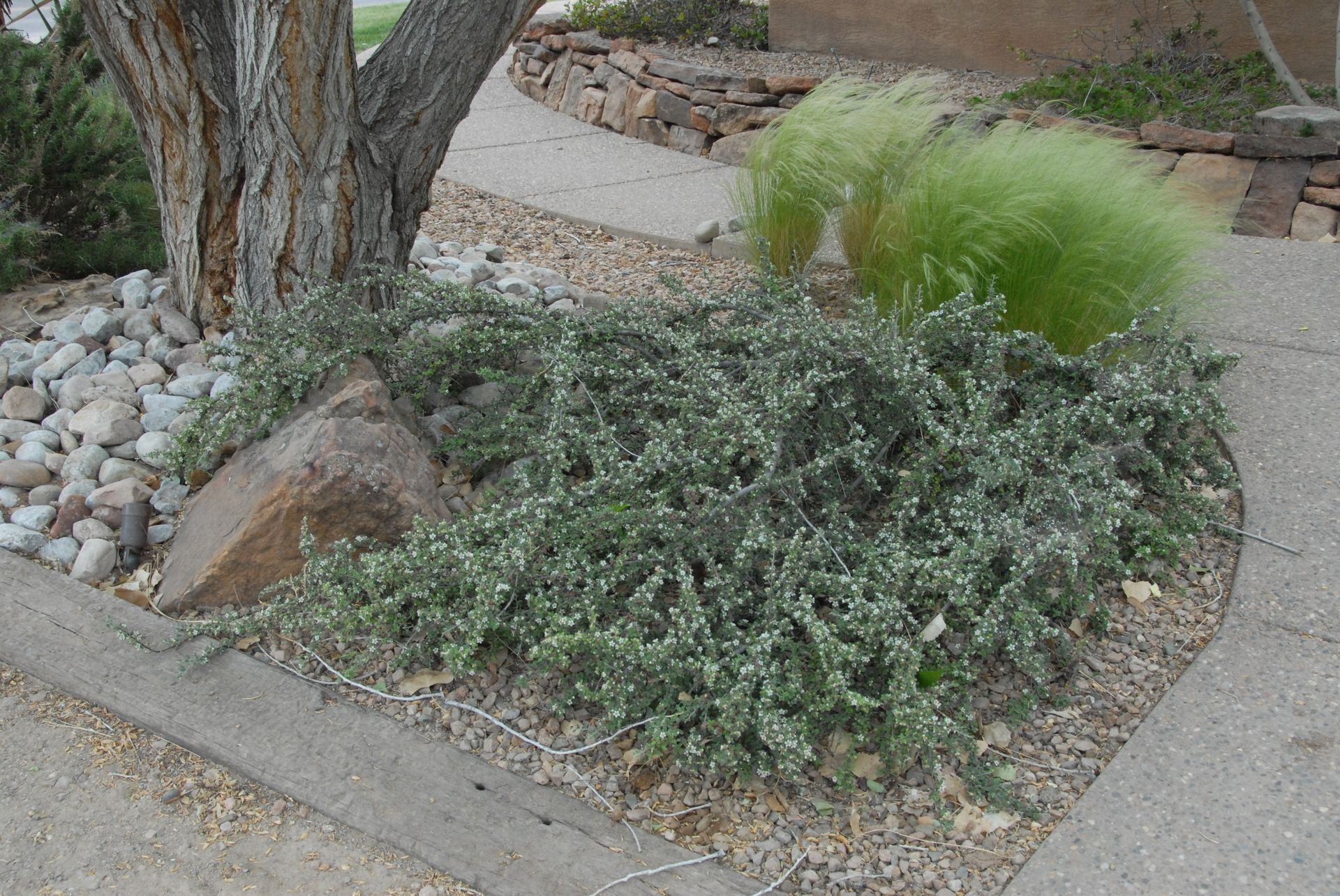 Gray-green ground cover and ornamental grass near a tree and stone walkway.