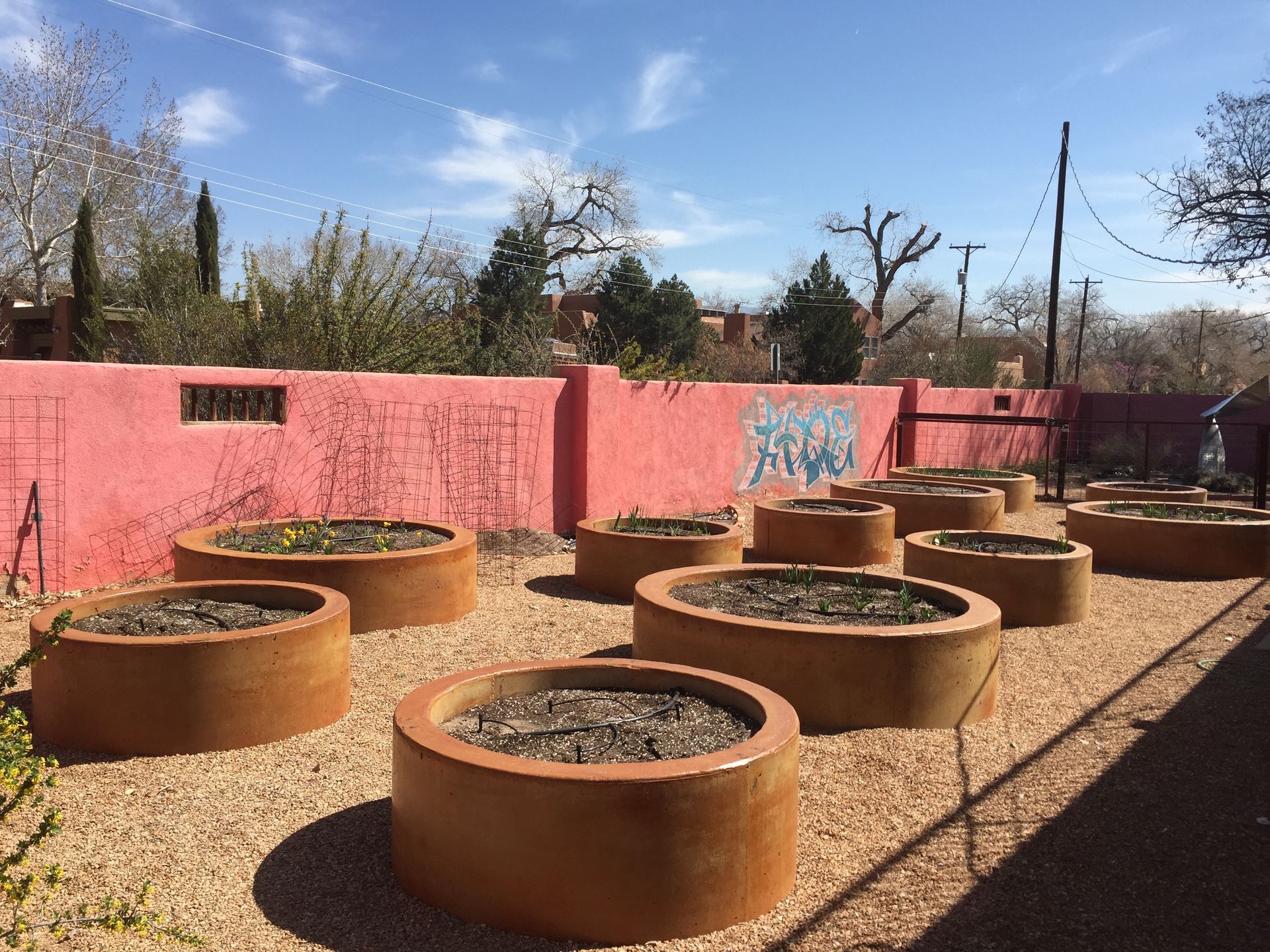 Raised garden beds with plants in a community garden, in front of a pink wall.