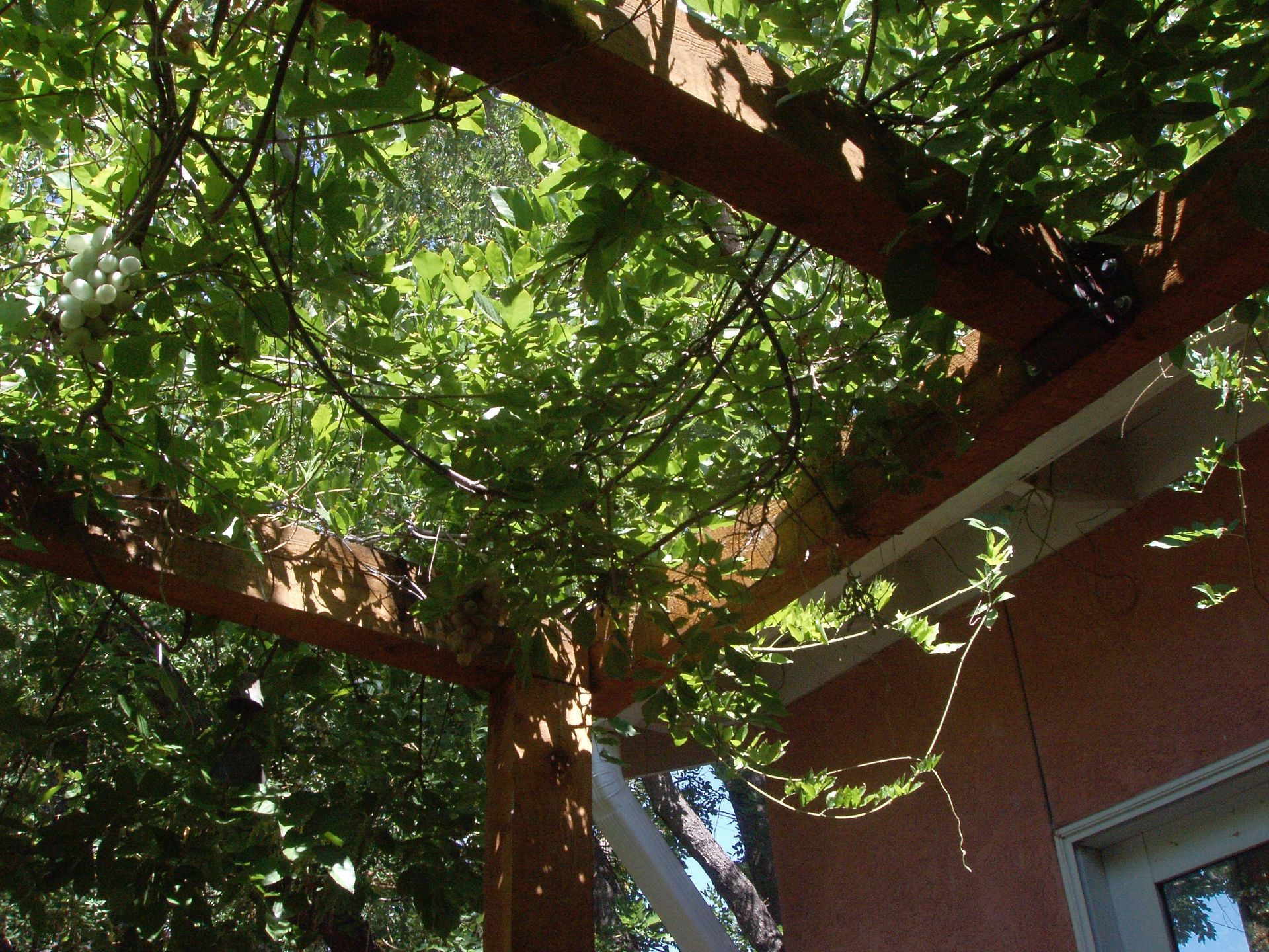 Wooden pergola covered with leafy green vines, sunlight filtering through.
