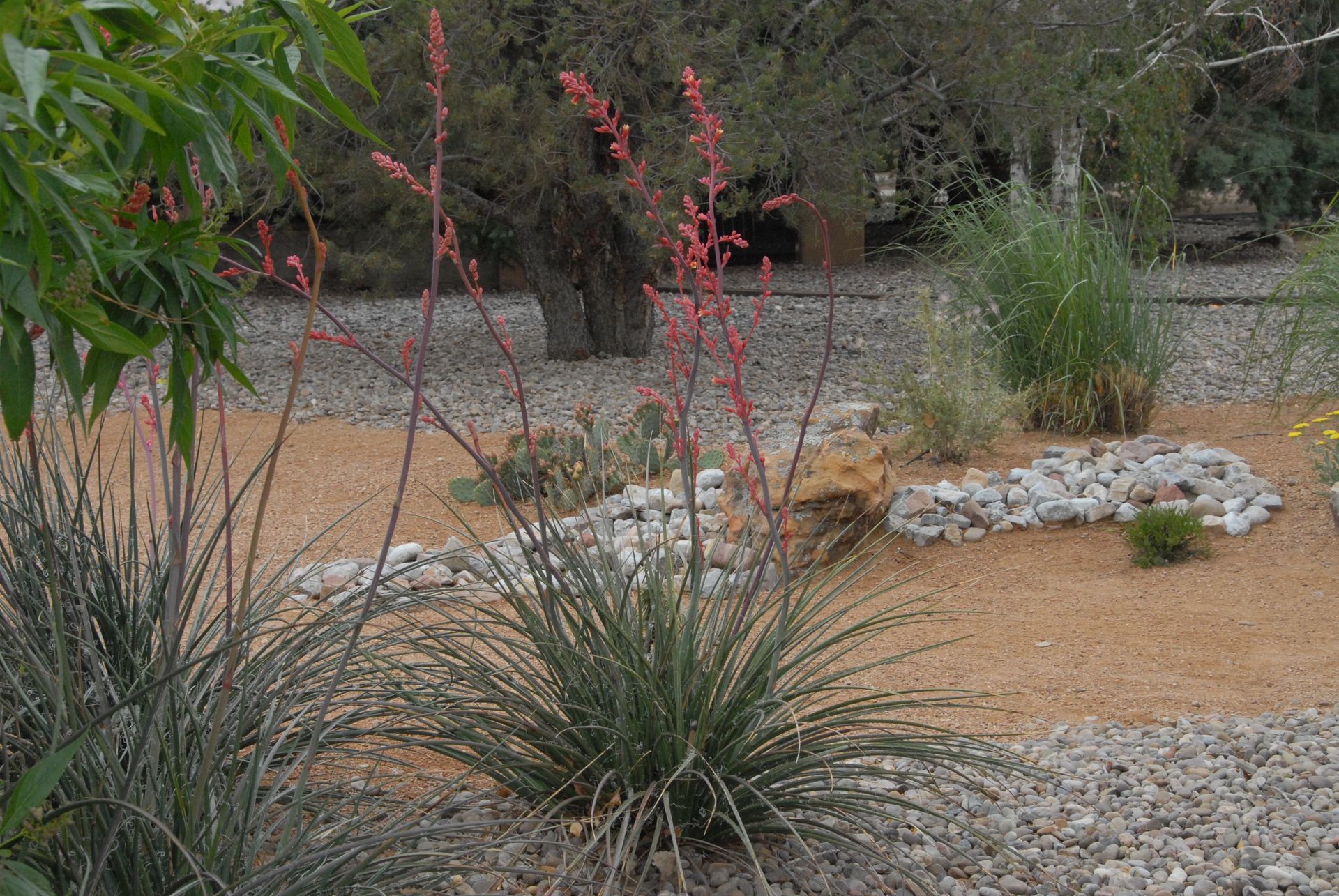 Desert landscape with spiky plants and reddish blooms, set against gravel and a backdrop of trees.