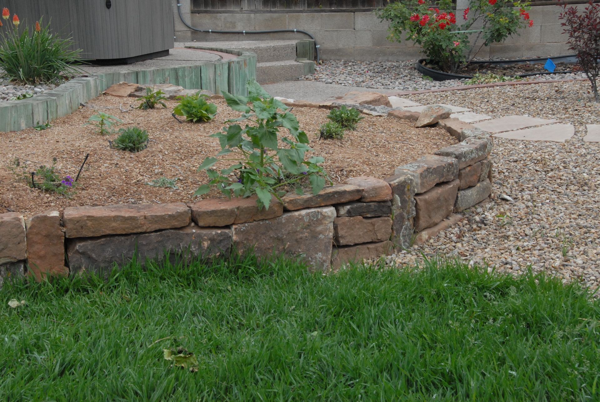 Raised garden bed with stone blocks, containing plants and mulch, surrounded by grass and gravel.