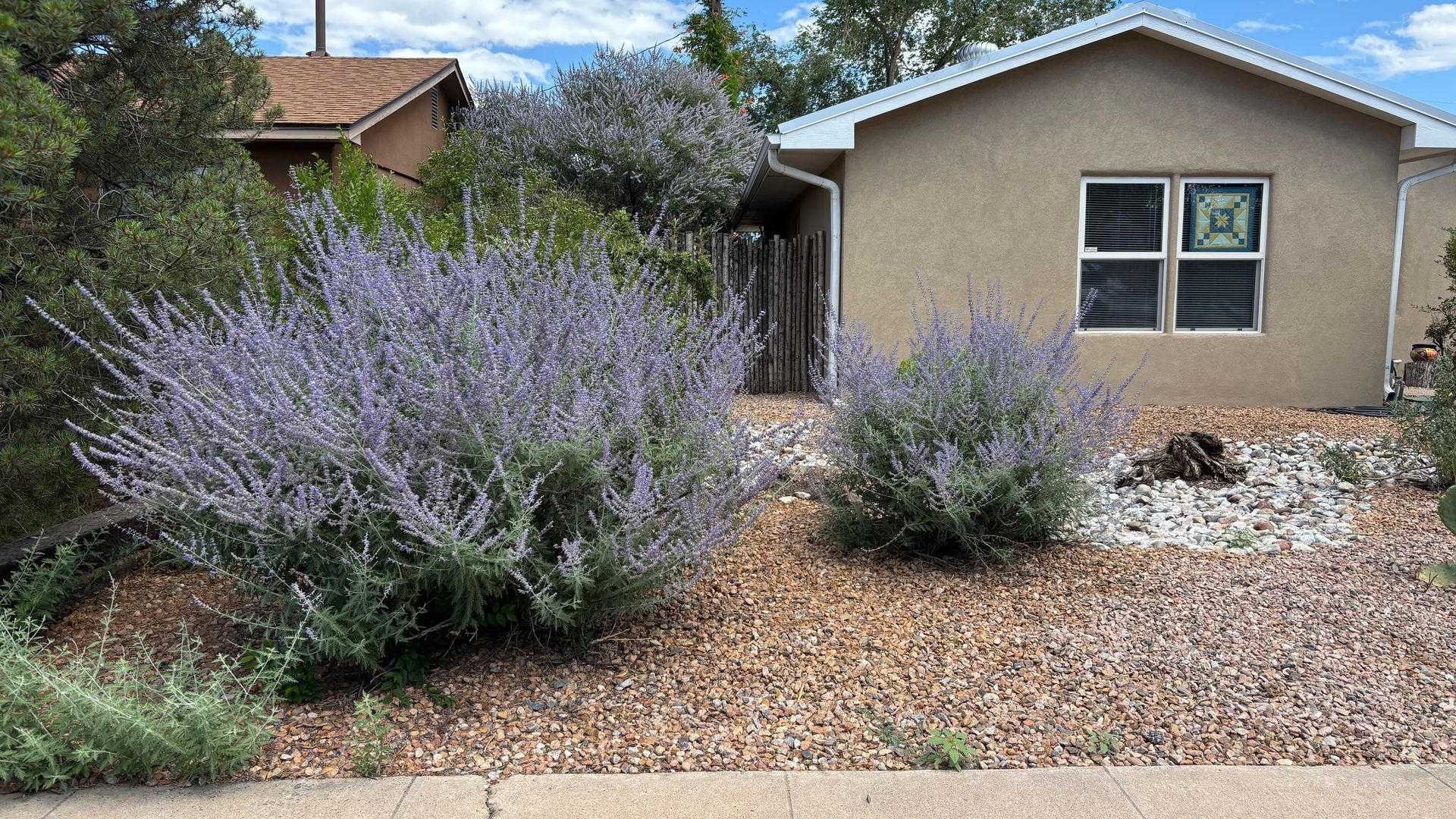 Bushes with lavender flowers in front of a tan house with a small, gated wooden door.