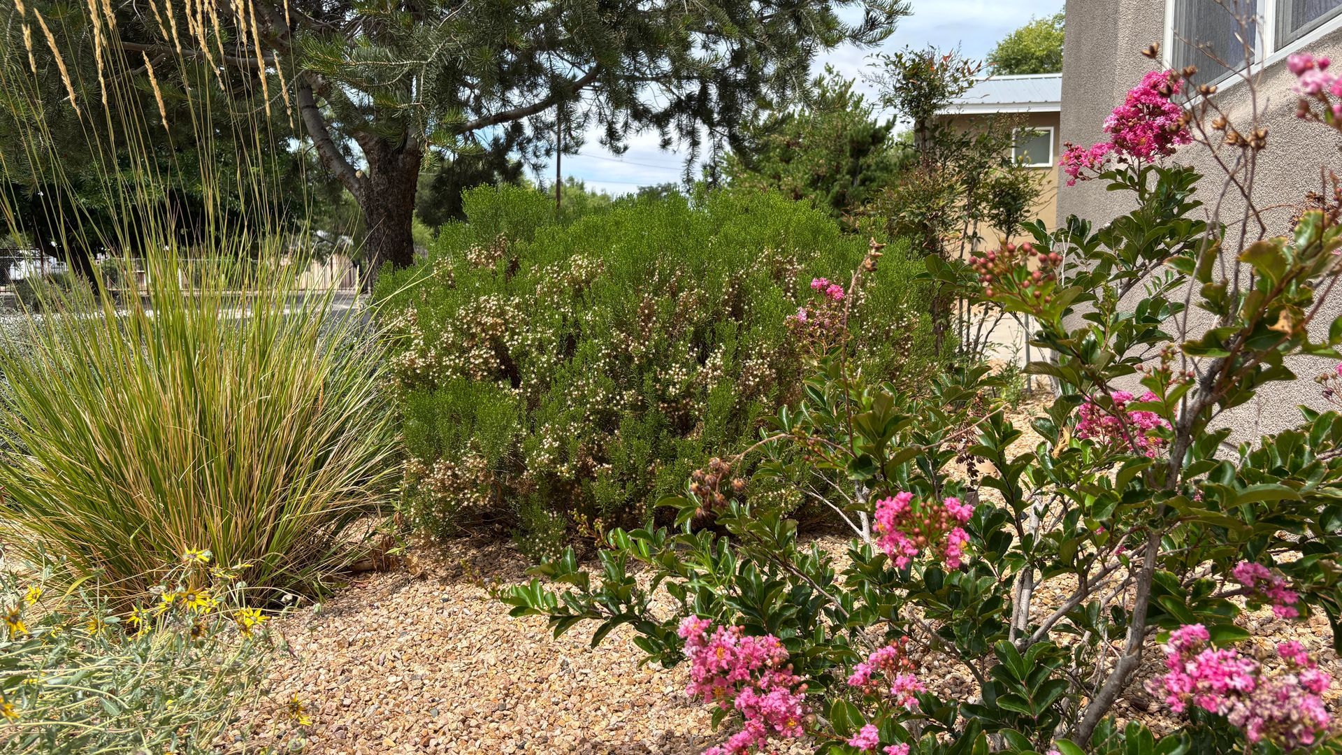 Lush garden with pink flowers, green shrubs, and yellow grasses in front of a building.