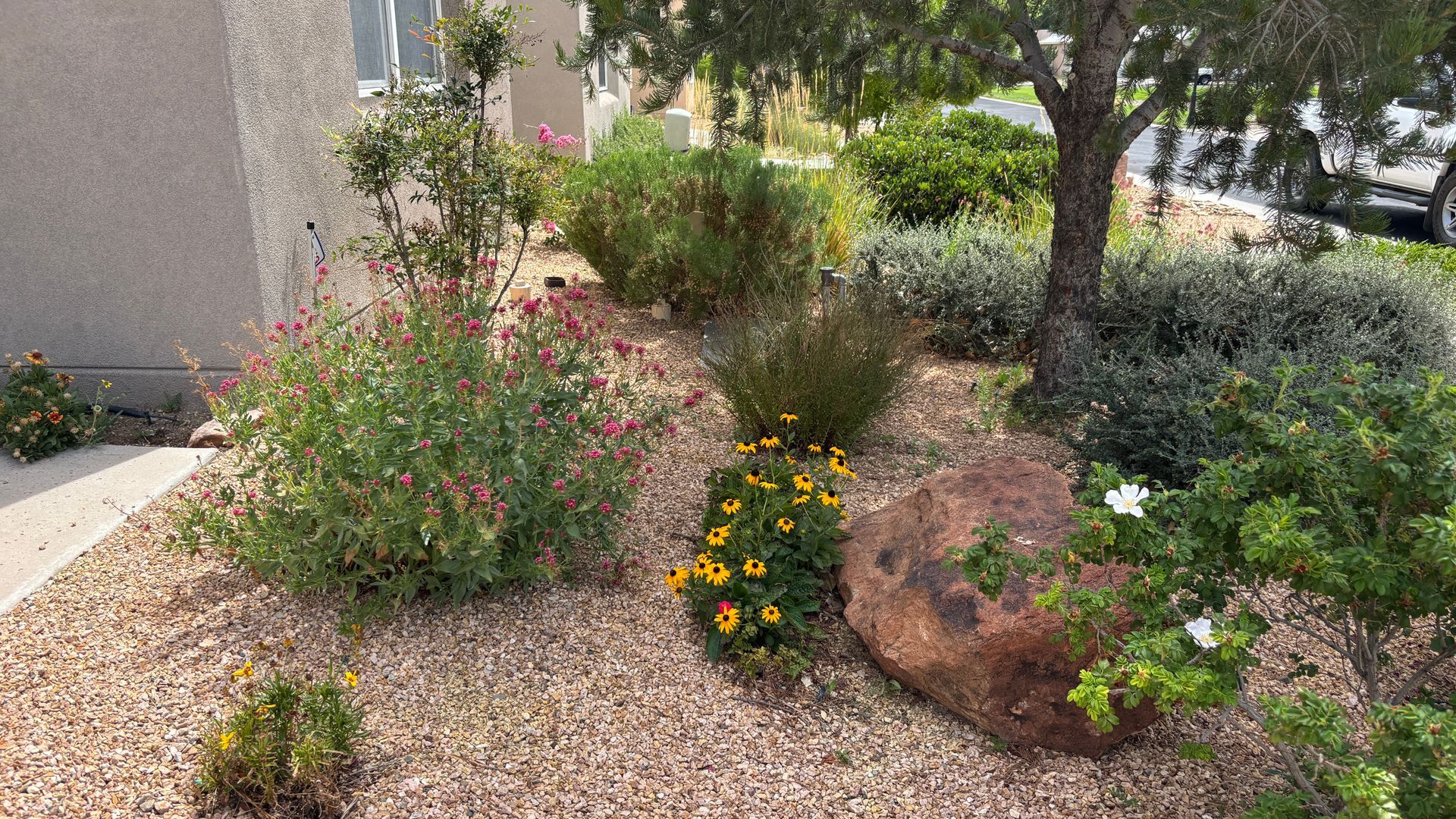 Landscaped yard with a tree, rocks, and various green and flowering plants on a bed of light brown pebbles.