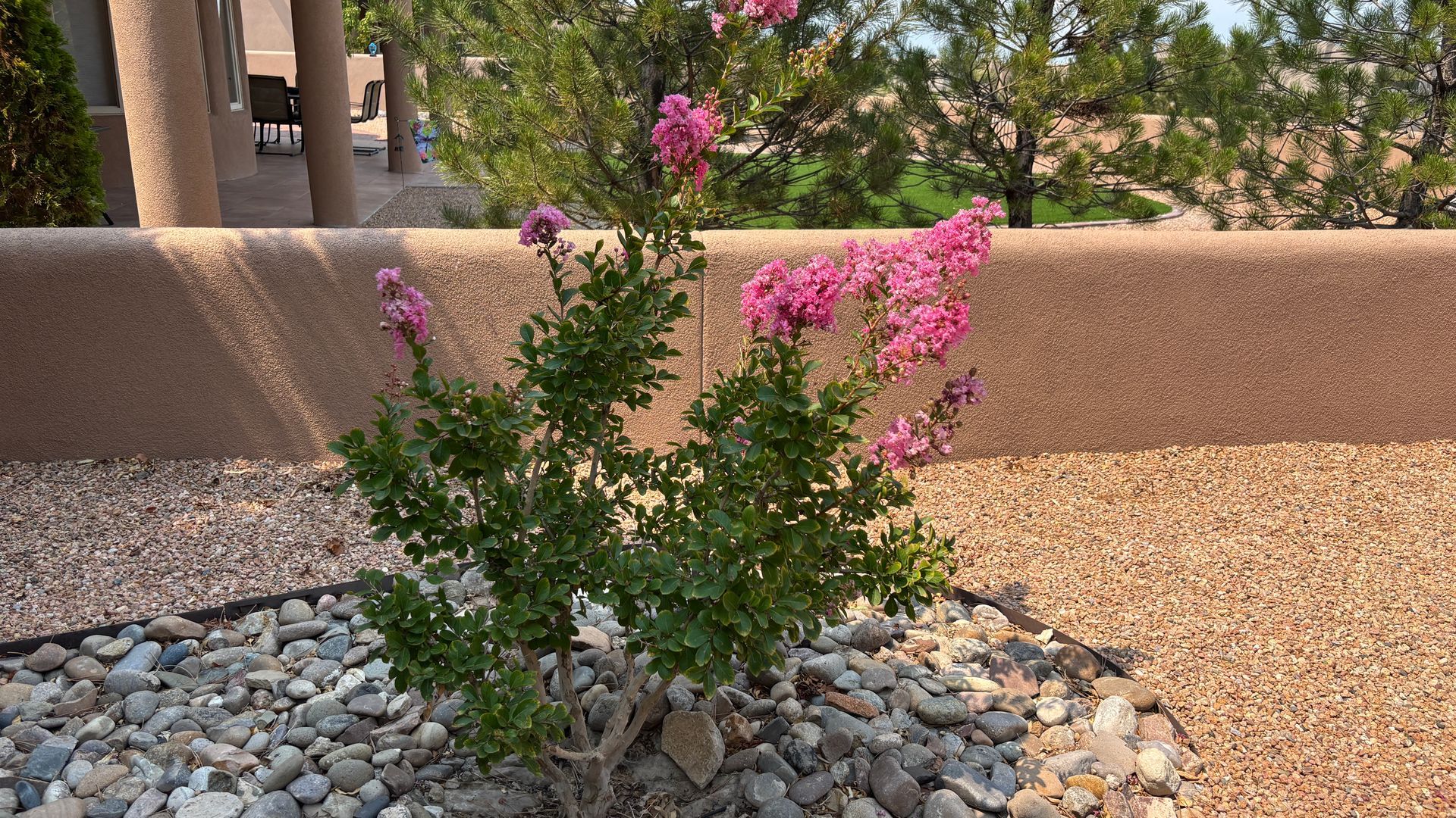 Pink flowering crape myrtle bush in front of a brown wall with a gravel bed, sunny outdoor setting.