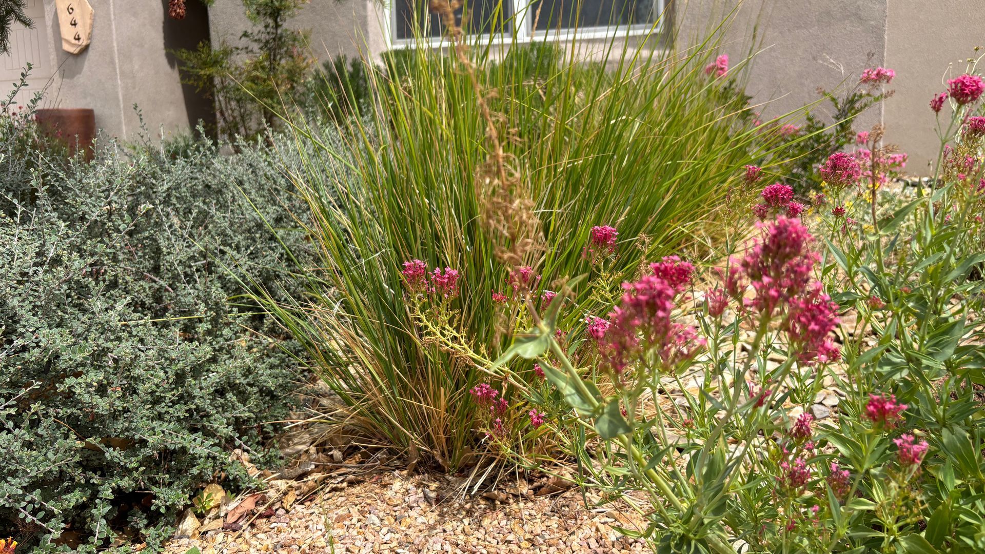 A garden bed with a green, spiky plant, lavender bush, and pink flowering plants.