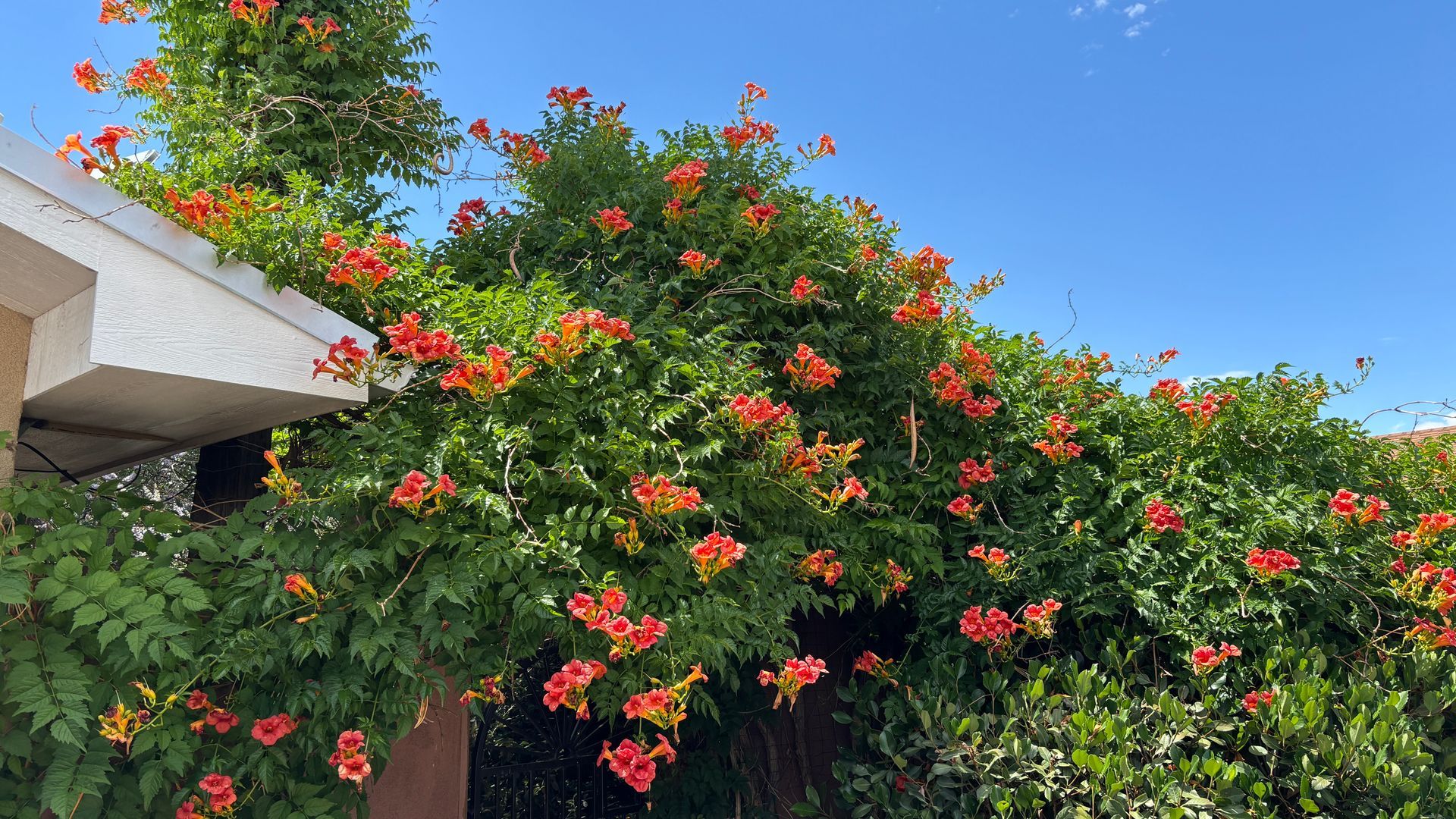 Orange trumpet vine flowers cascading over a wall under a blue sky.