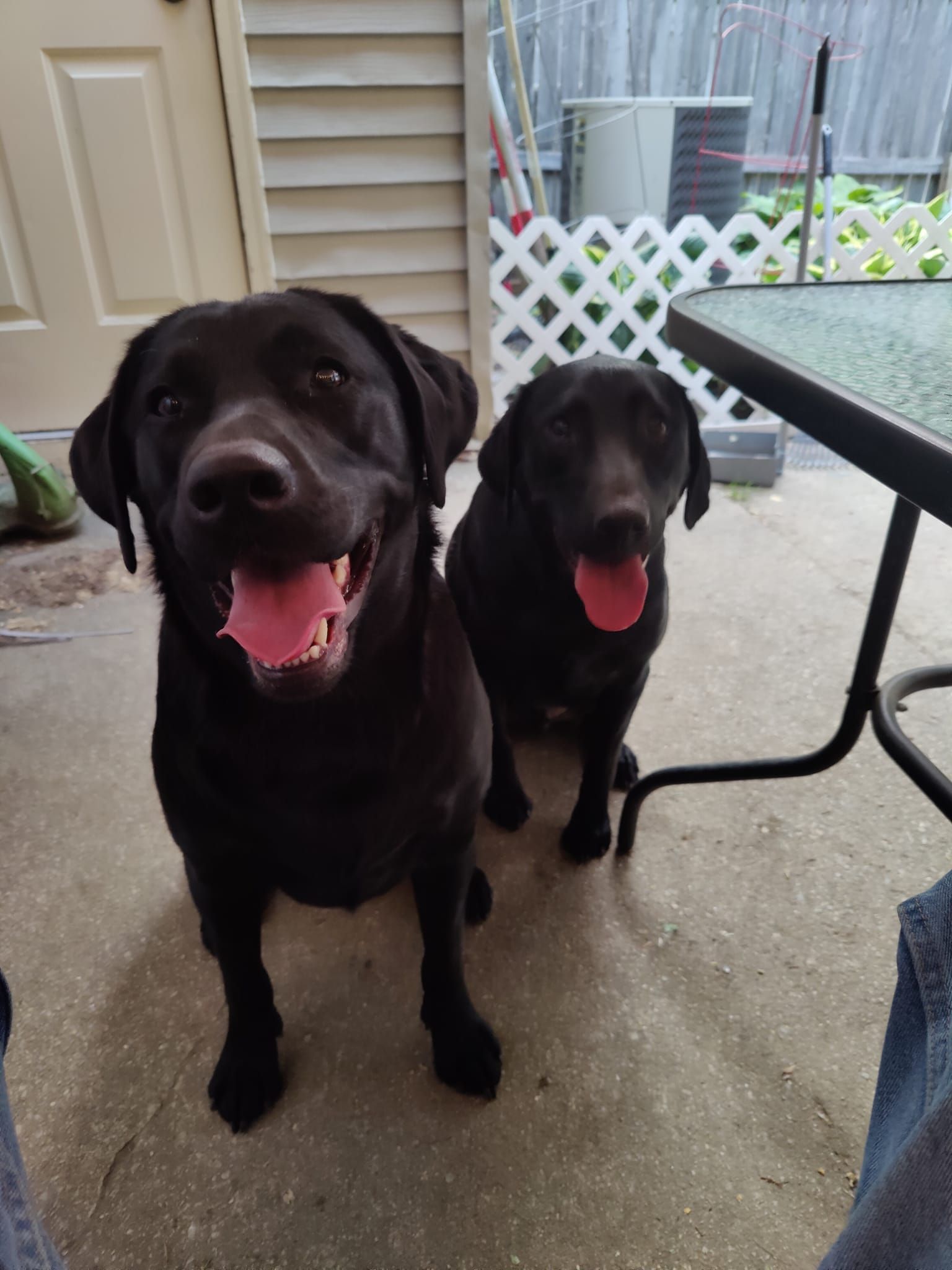 Two black dogs are standing next to each other on a patio.