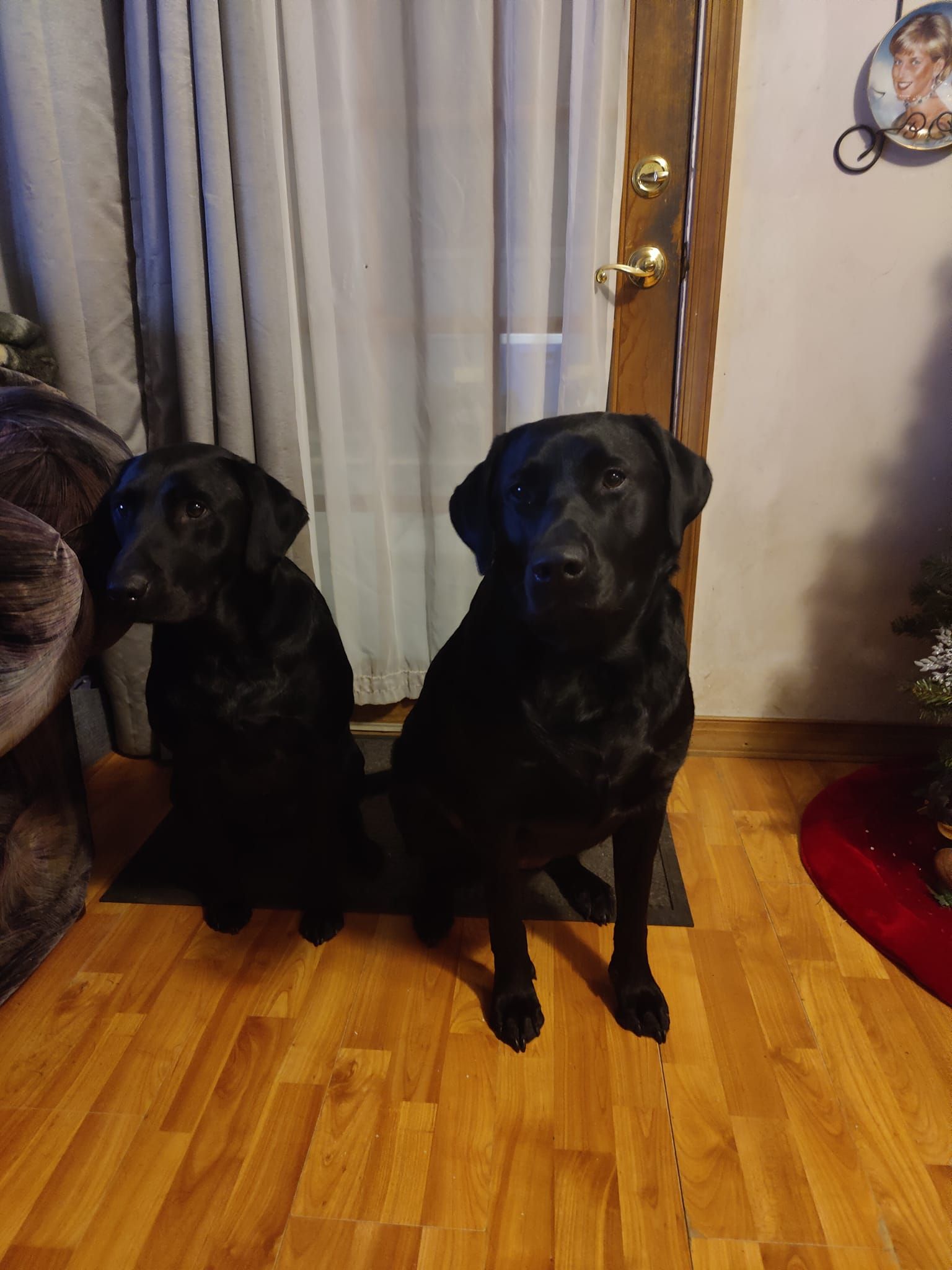 Two black dogs are sitting next to each other on a wooden floor in a living room.