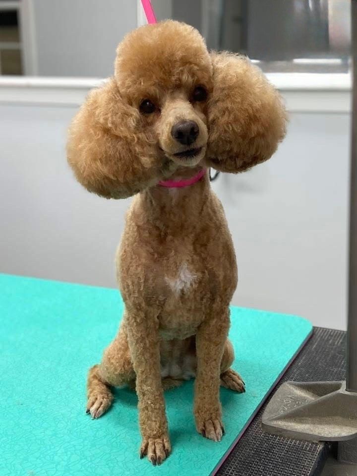 Dog Grooming Service