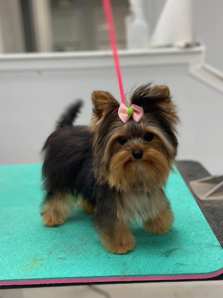 Yorkshire Terrier Puppy