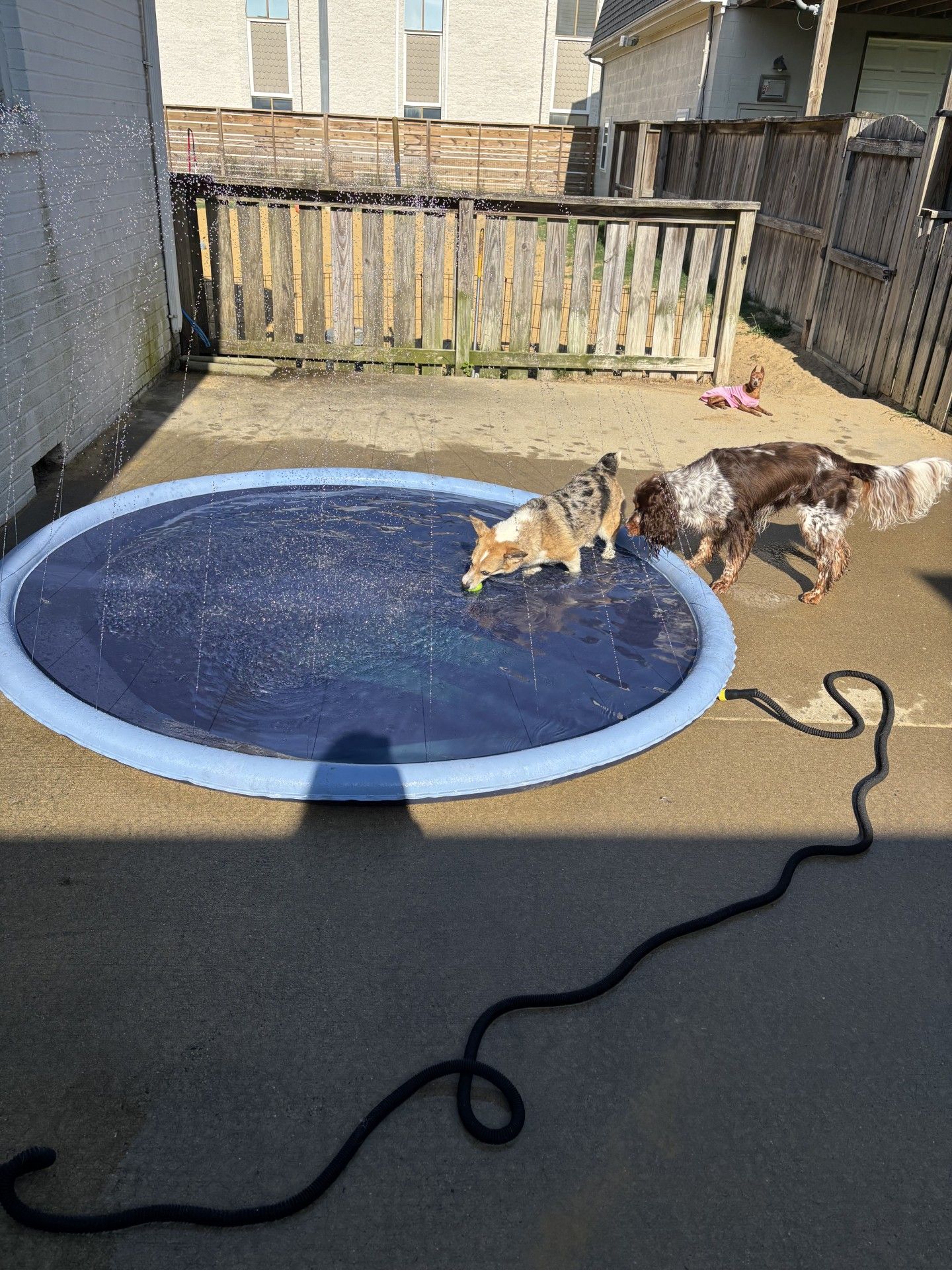 Two dogs playing in a small, round pool in a backyard.