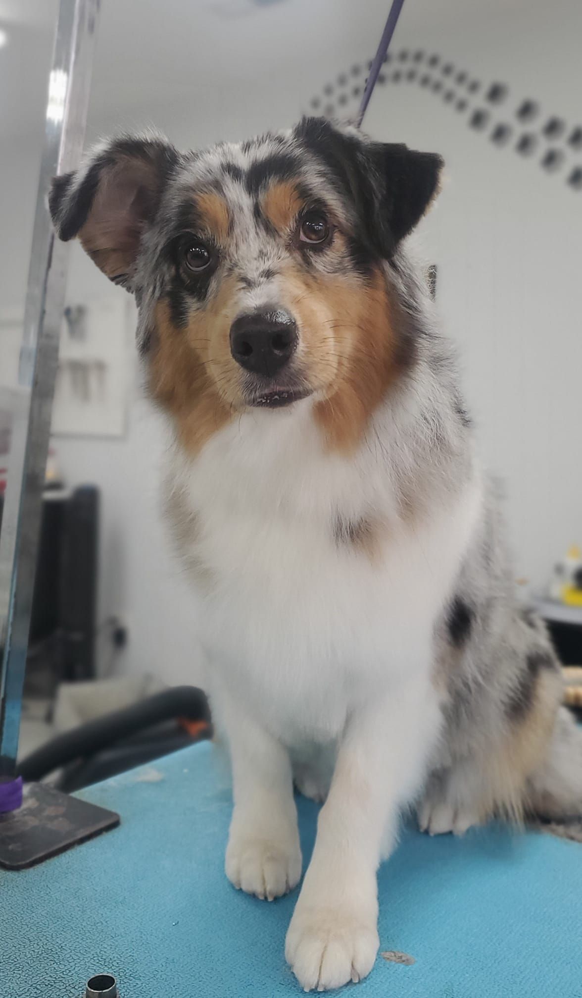 a dog is sitting on a blue table and looking at the camera