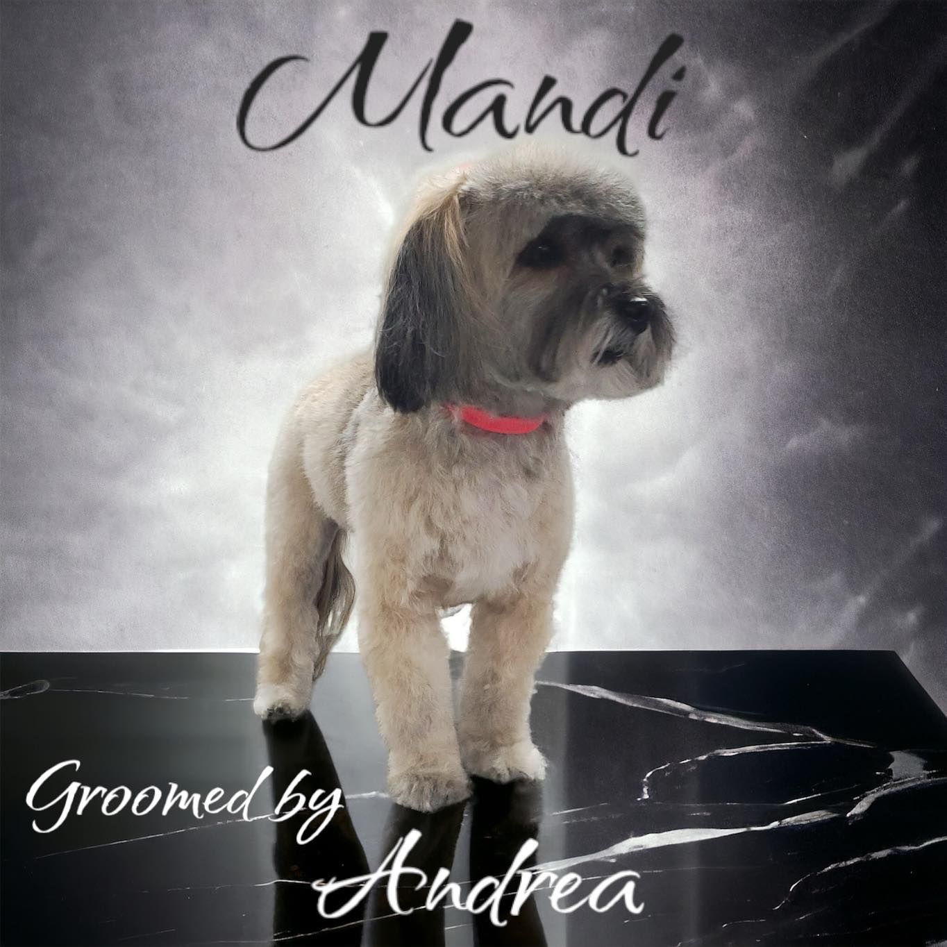 a small dog with the name mandi on it