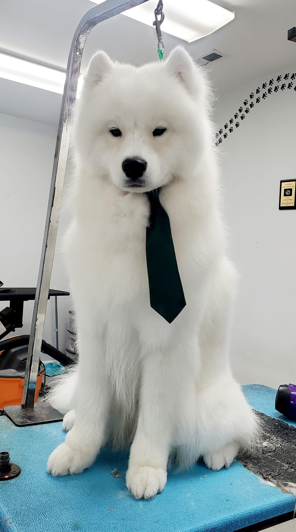 a white dog wearing a black tie is sitting on a blue mat