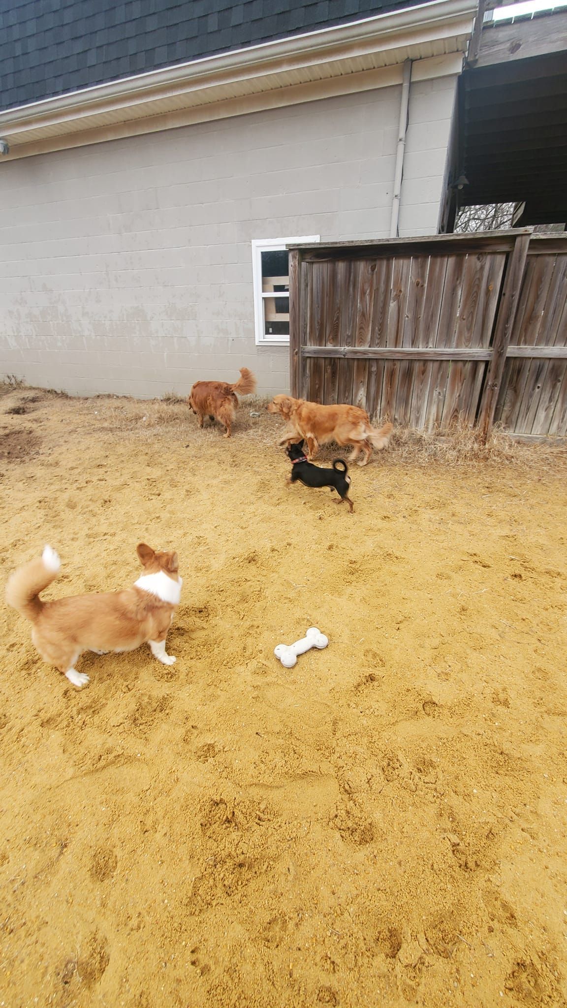 a group of dogs are playing in the dirt in front of a house