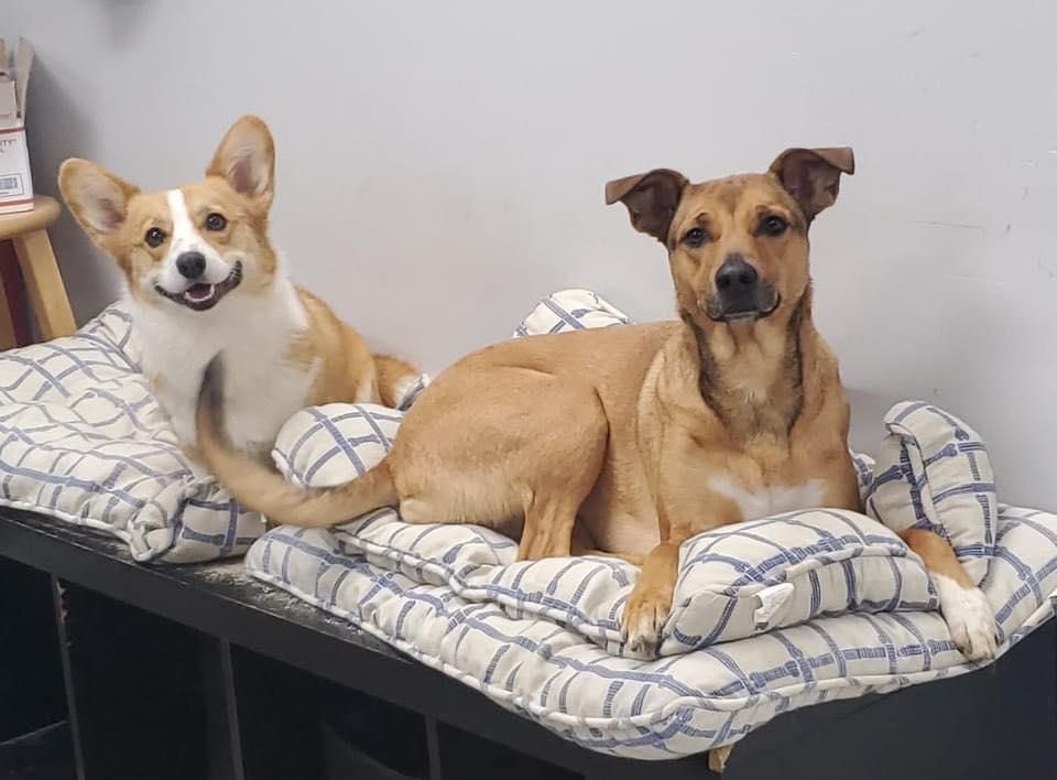 two dogs are laying on a bed on a bench