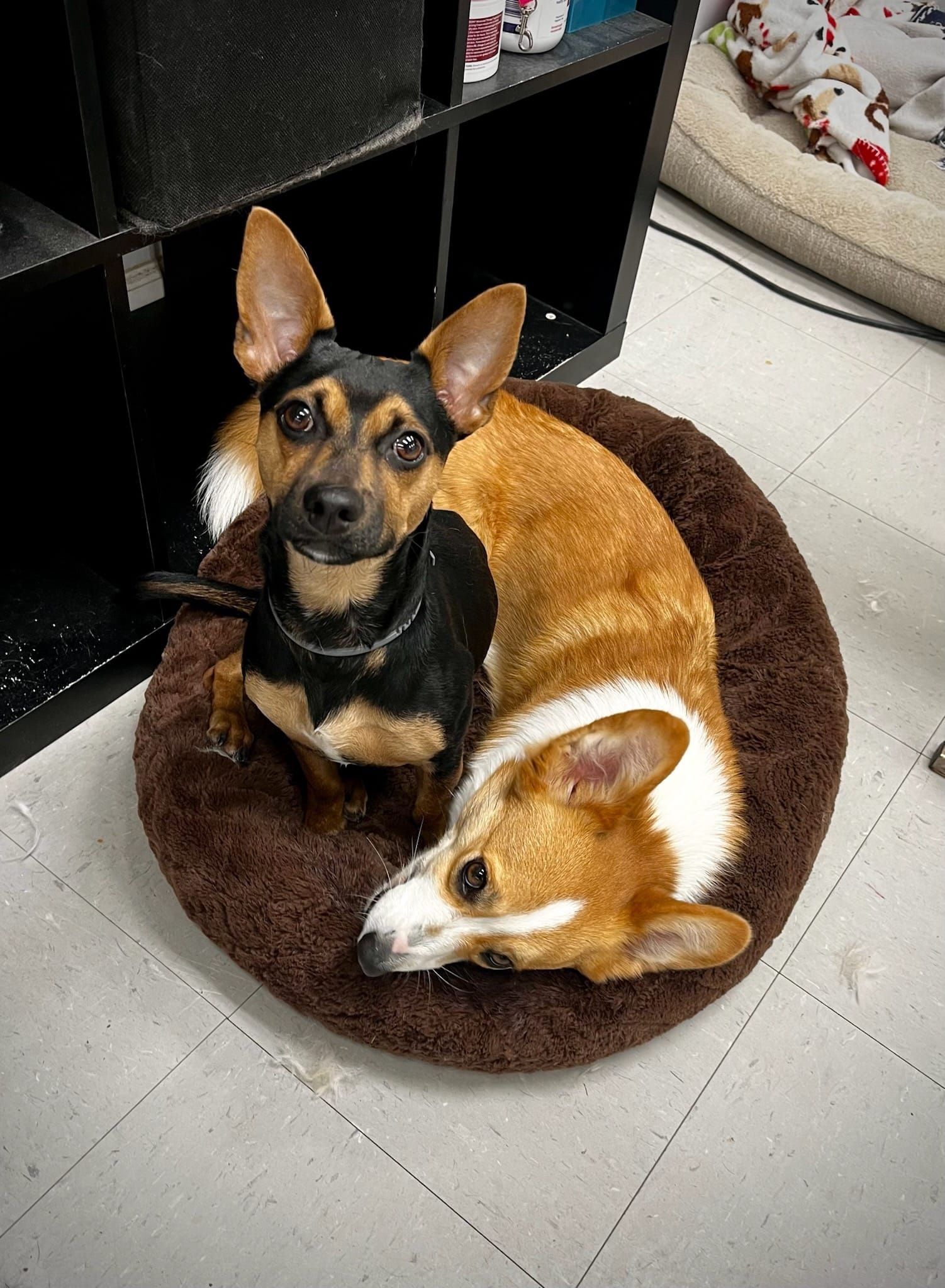 two dogs are laying next to each other on a dog bed