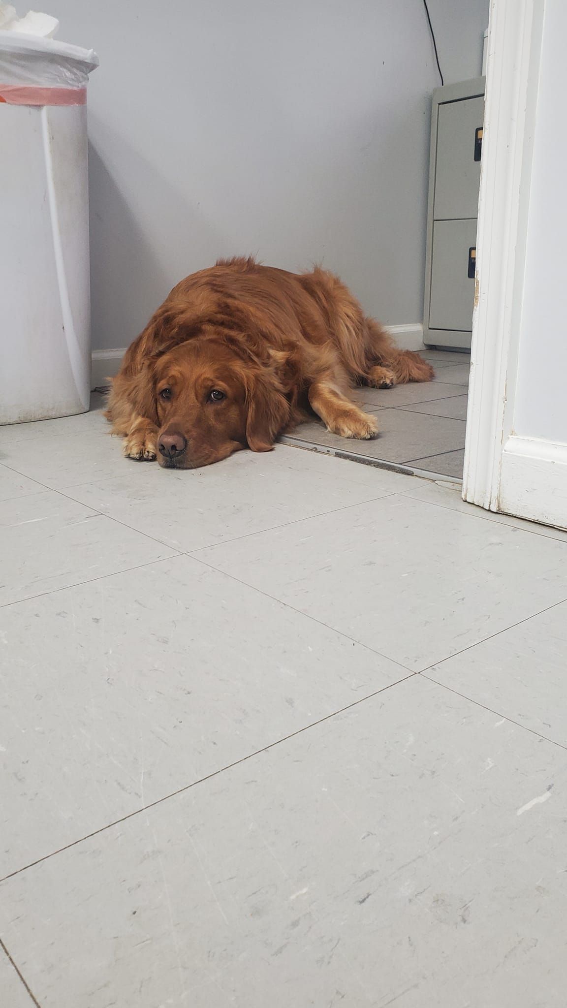 a brown dog is laying on the floor next to a trash can