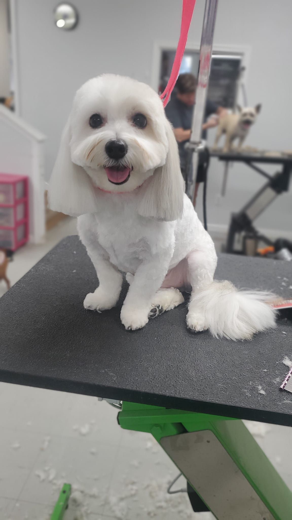 a small white dog is sitting on a grooming table