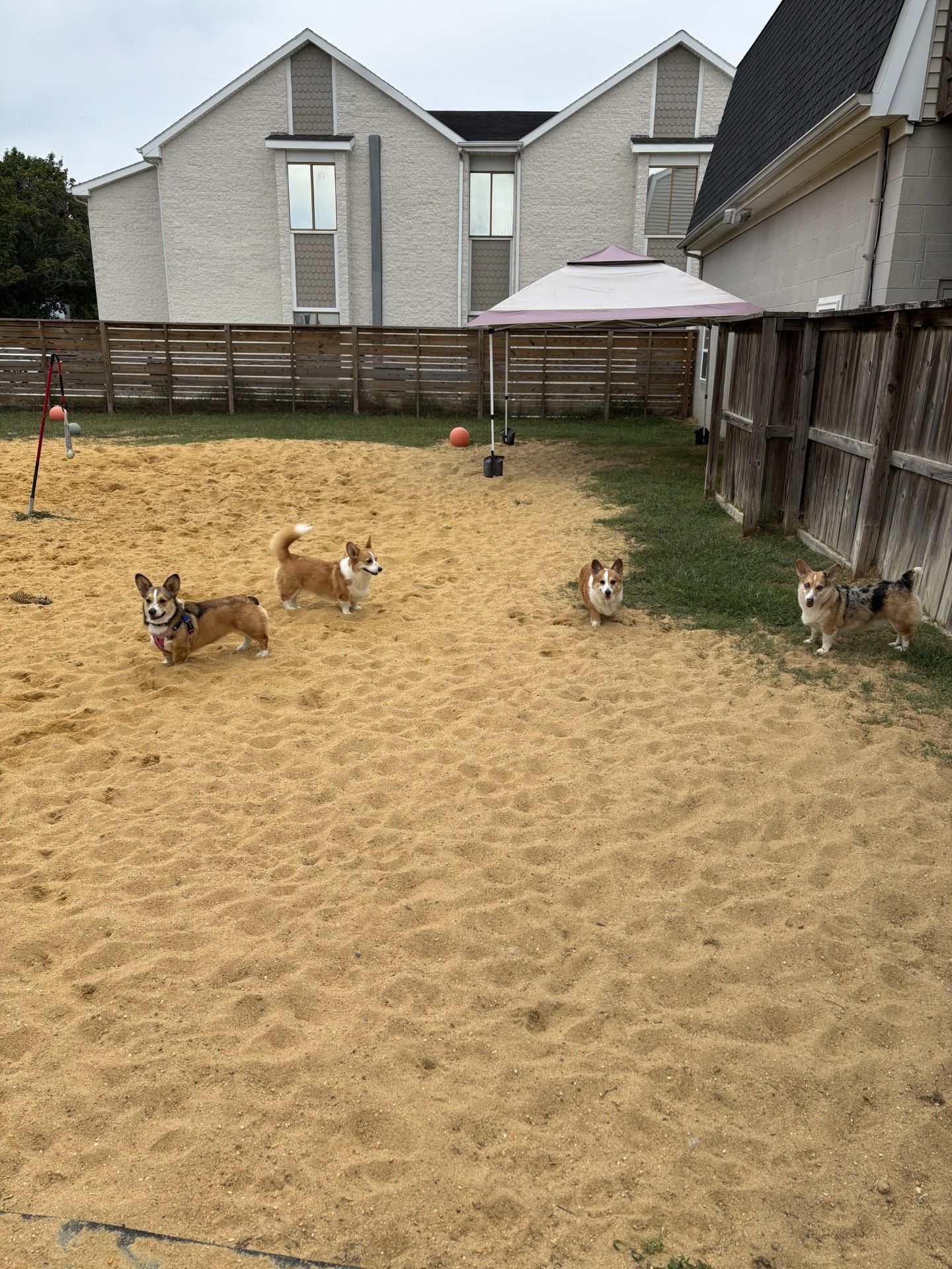 Five corgi dogs in a sand-filled dog park, with a wooden fence and apartment building in the background.
