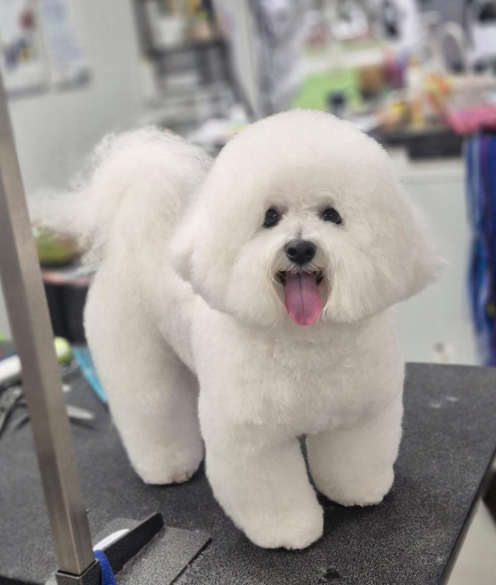 White Bichon Frise dog with a groomed, puffy coat stands with tongue out.