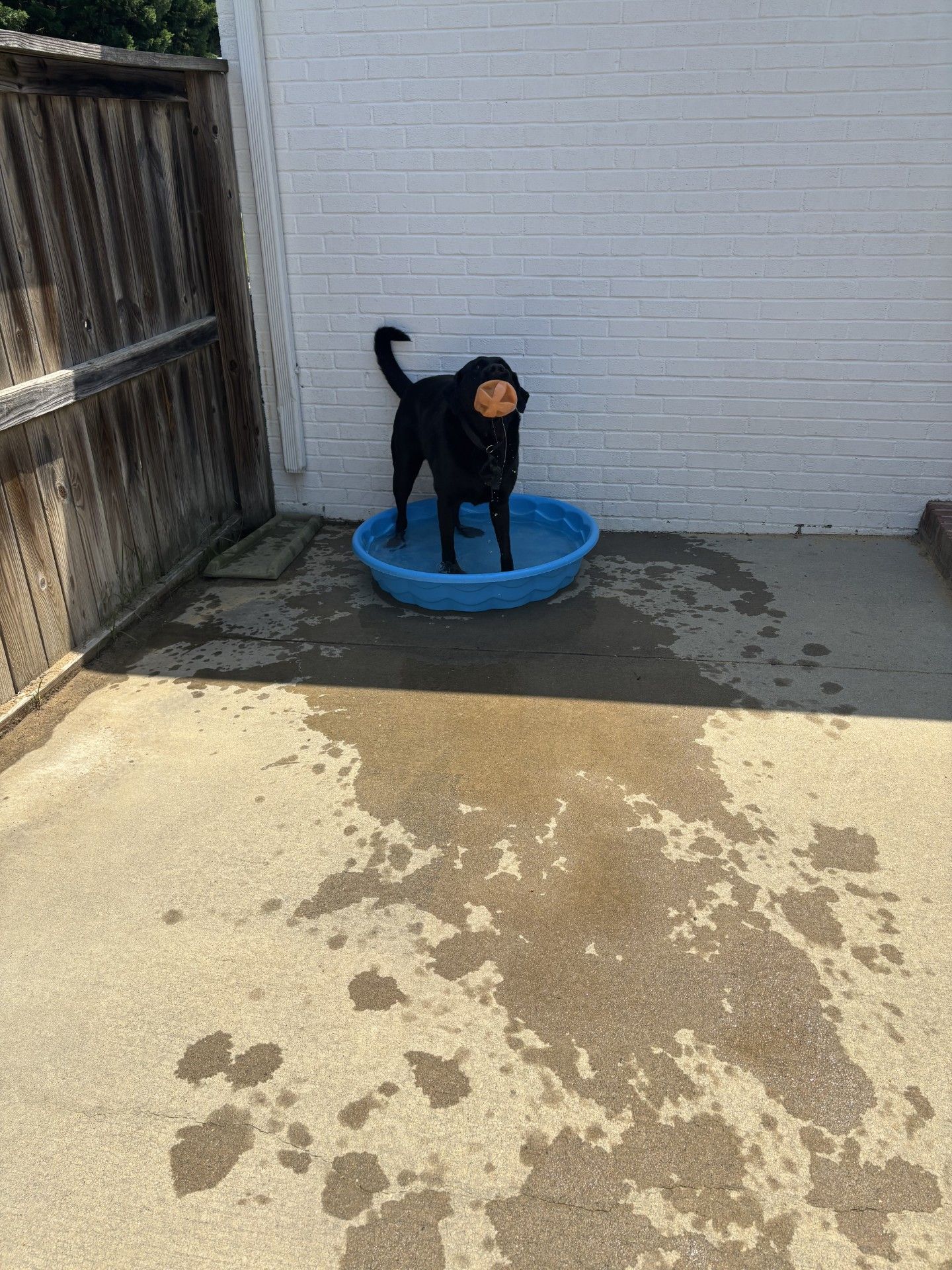 Black dog in a blue wading pool, holding a toy. Wet concrete patio, white brick wall.