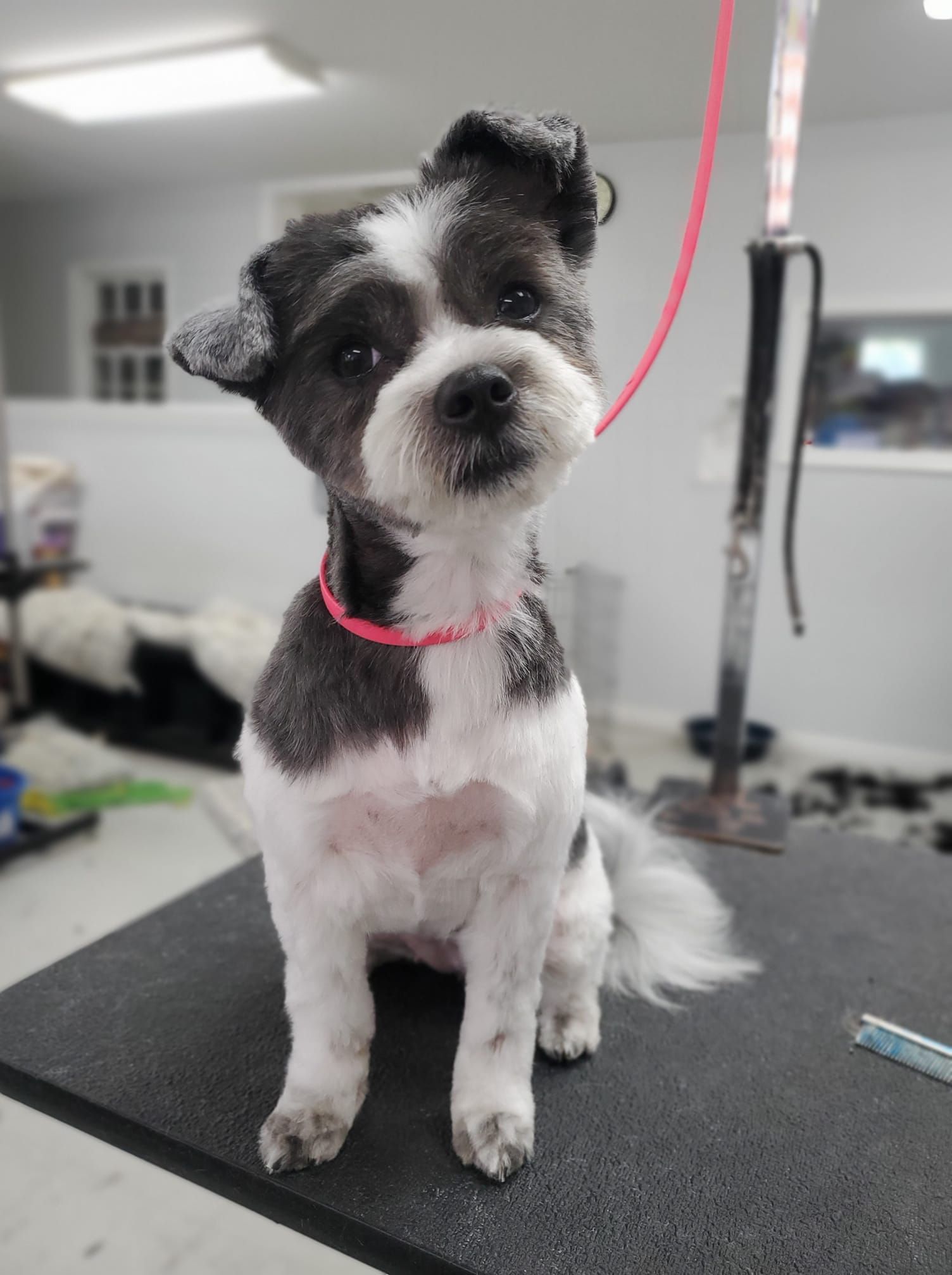 a small black and white dog is sitting on a grooming table