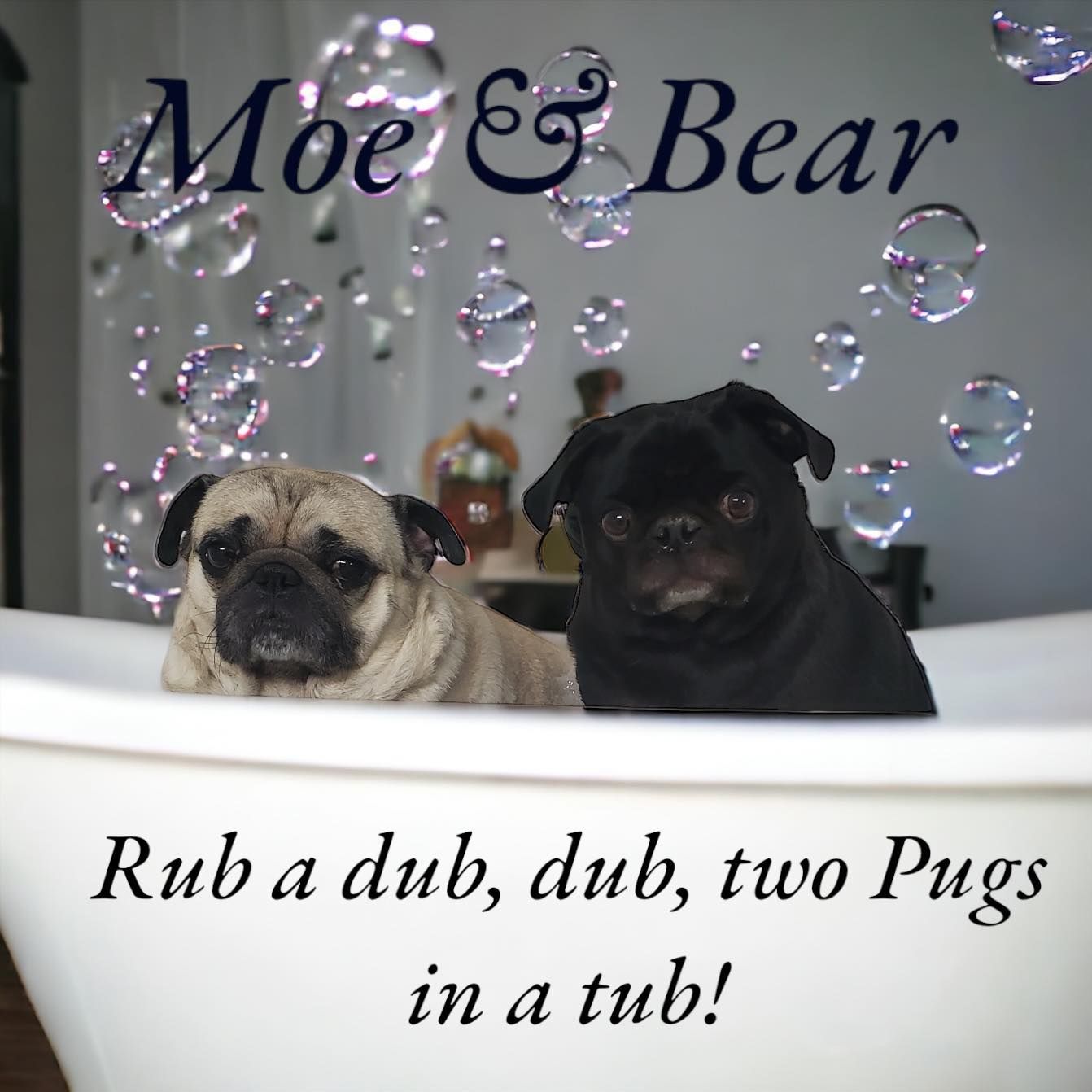 two pugs in a tub with the words moe & bear