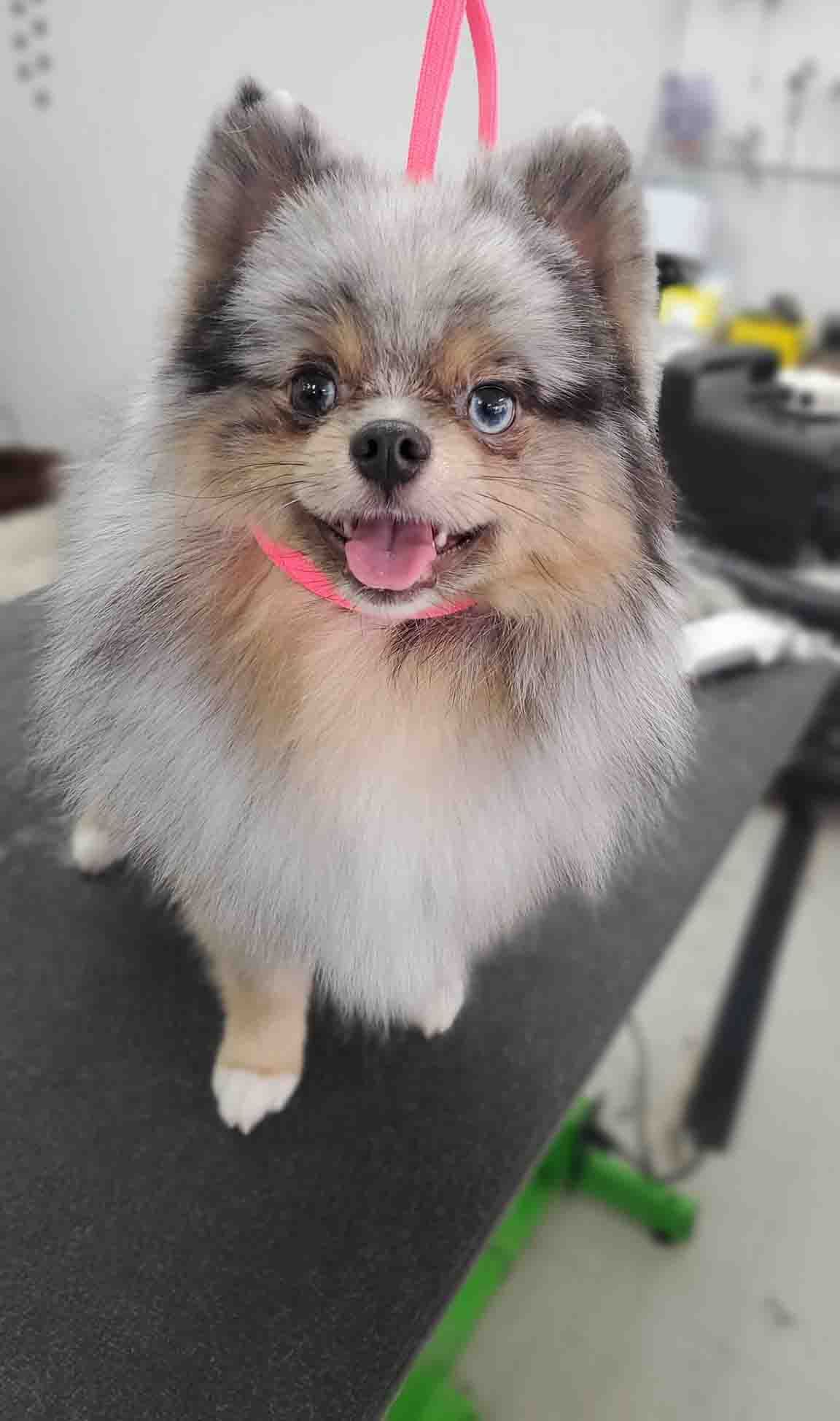 a pomeranian dog is sitting on a grooming table and smiling