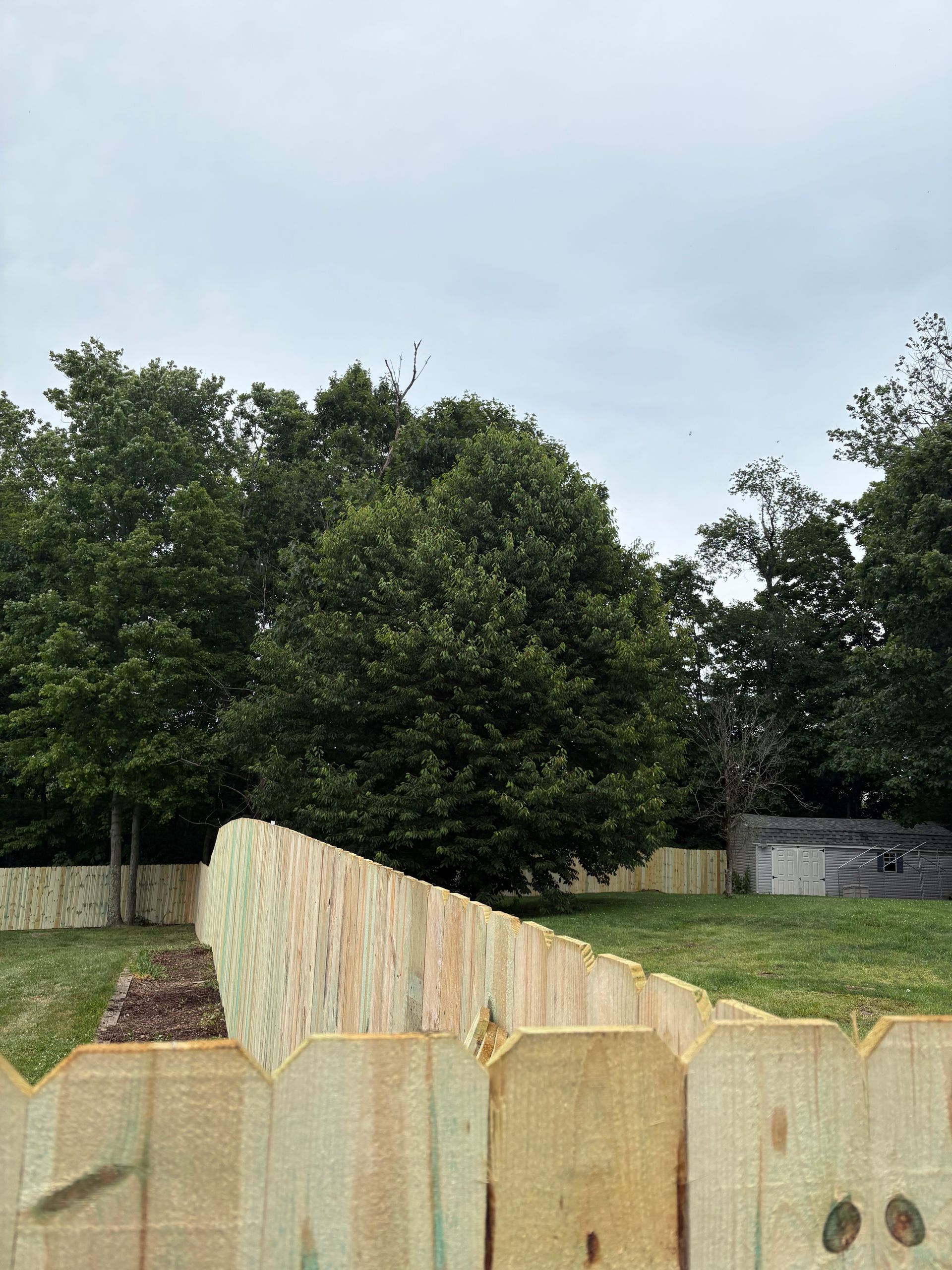 Backyard with a wooden fence and large green trees under a cloudy sky