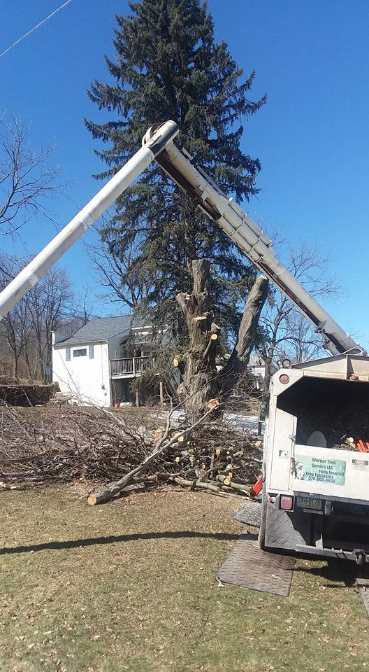 Tree removal