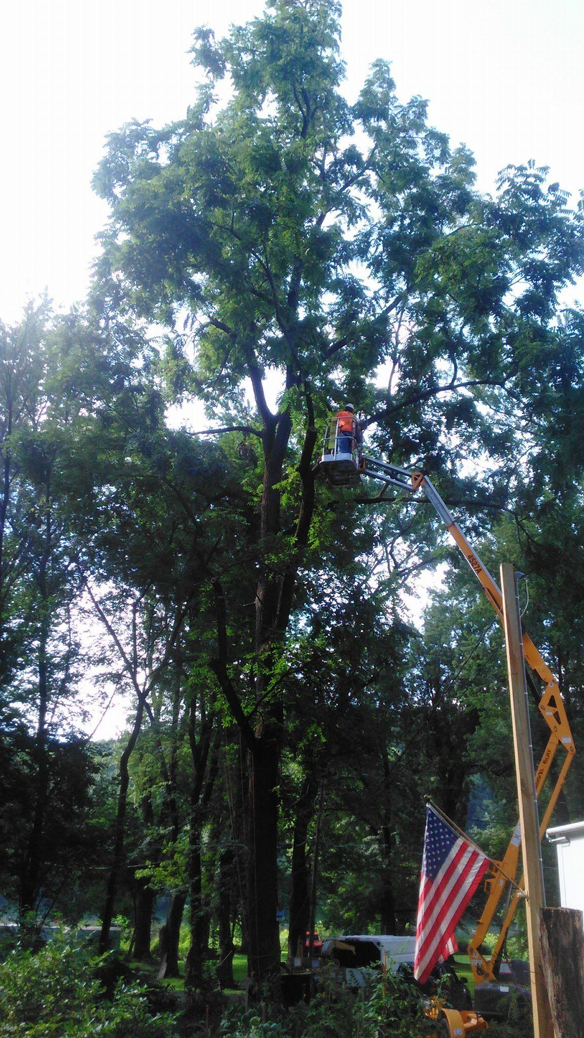 Tree removal