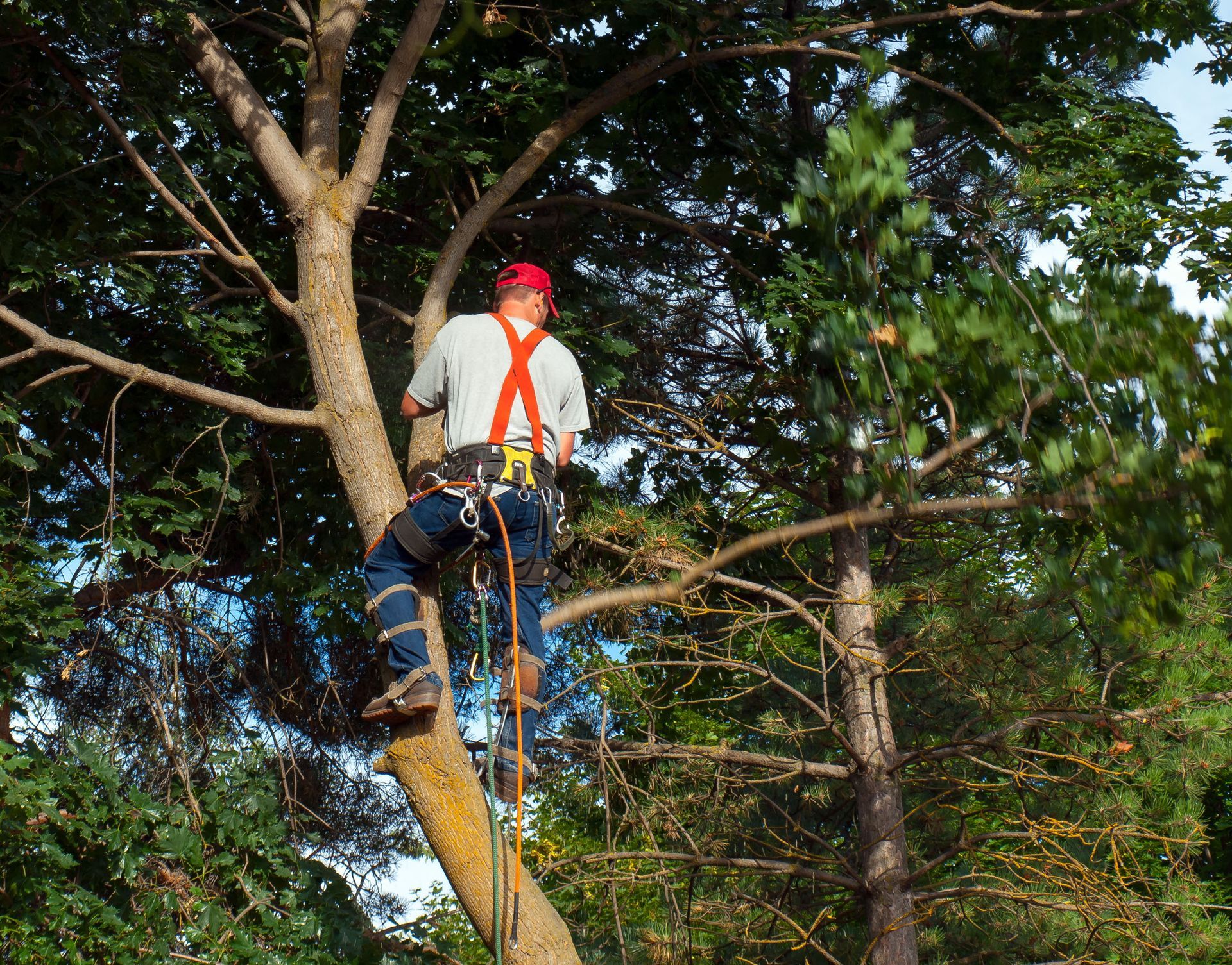 tree trimming service