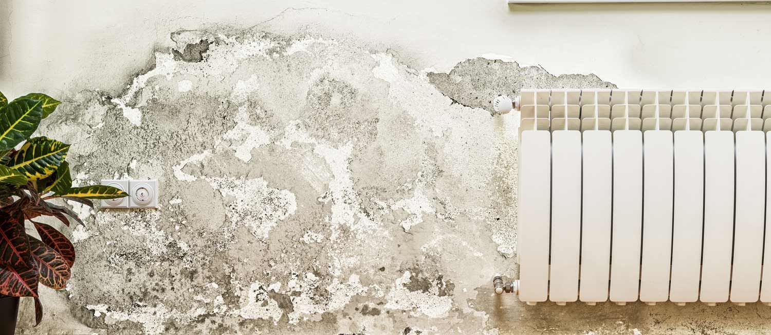 Mold over the wall.