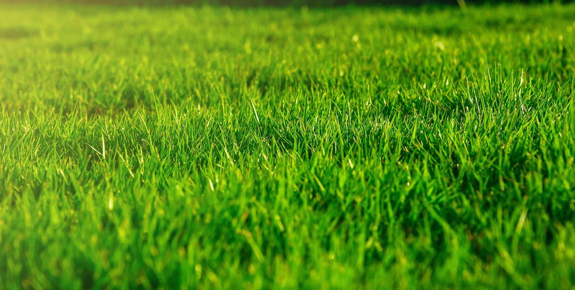 Residential lawn