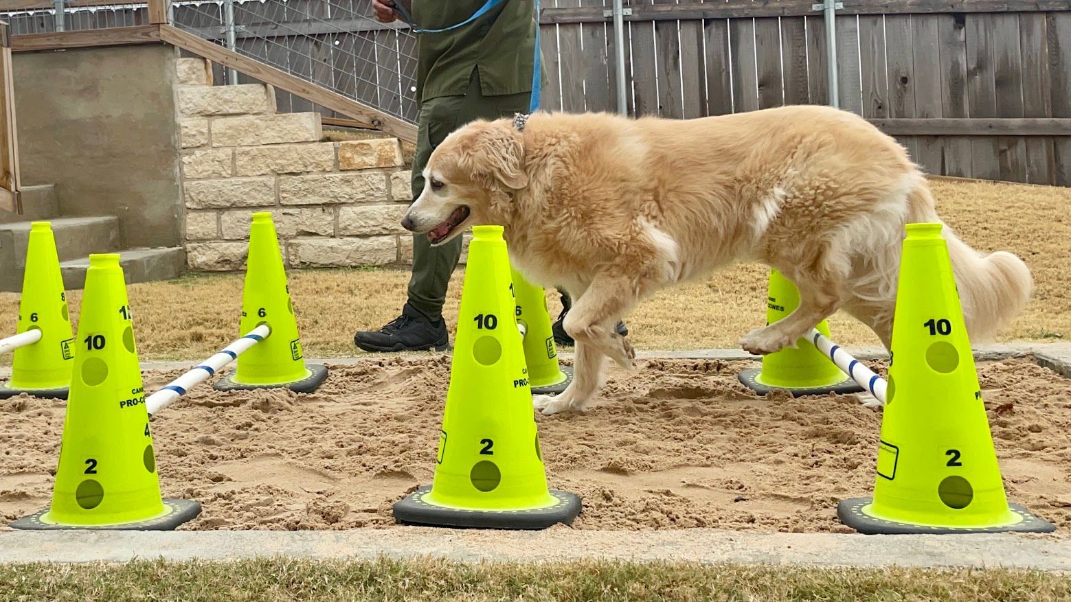 Dog navigating agility course with yellow cones. Person in background.