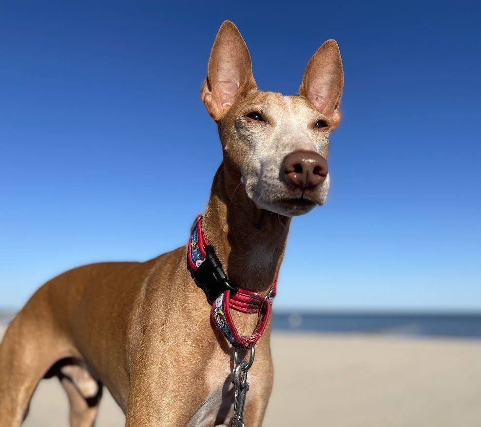 Tan dog with upright ears wearing a patterned collar at a beach with a blue sky background.