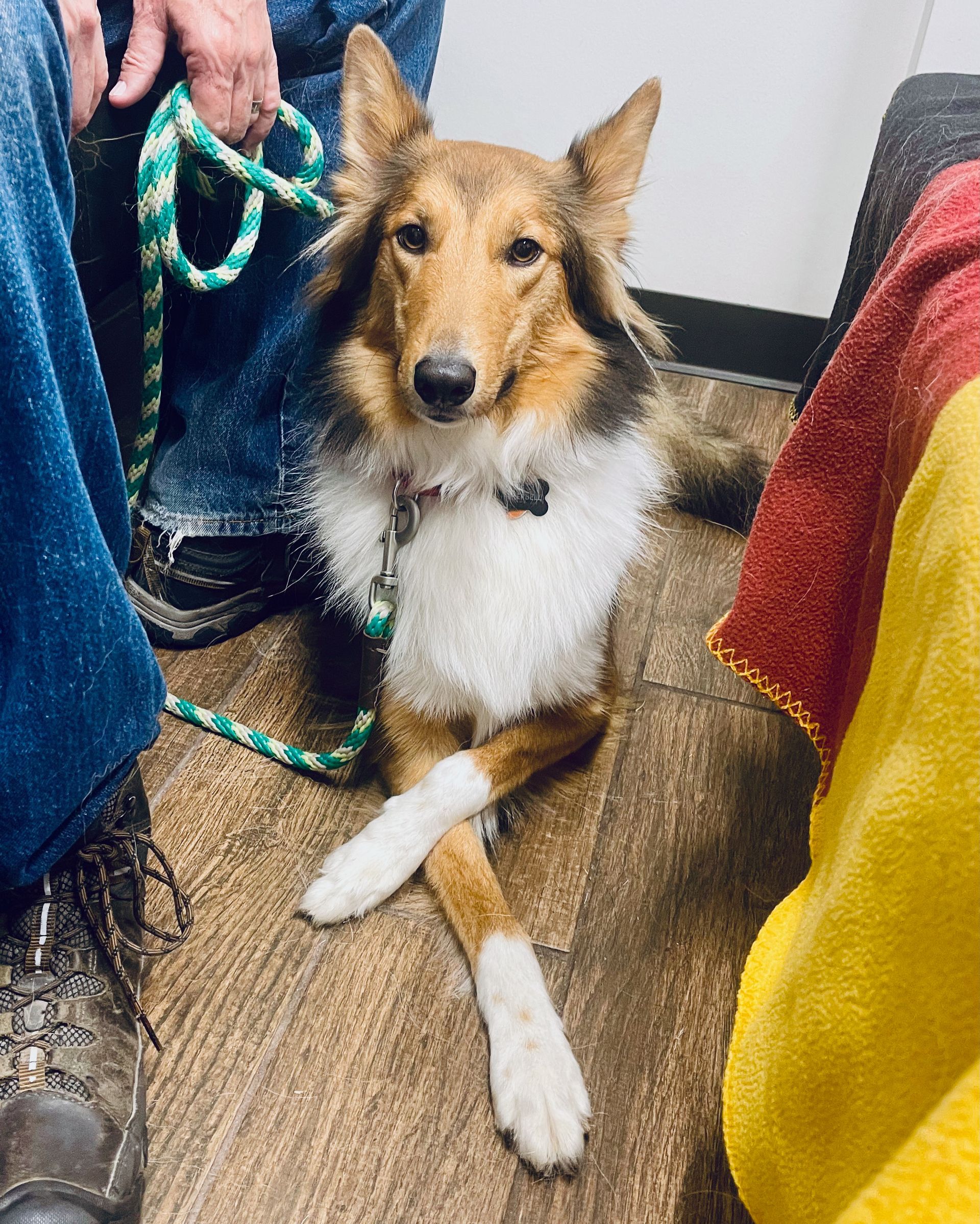 Collie dog with crossed paws, tan and white fur, indoors near person holding green leash.