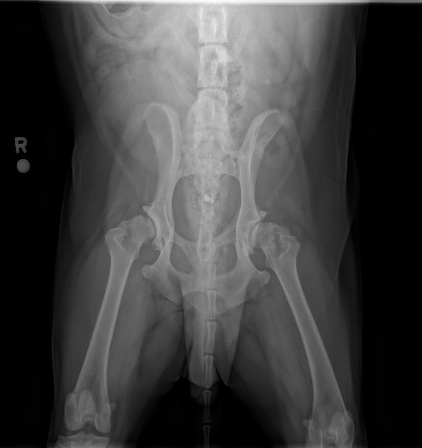 X-ray of dog's pelvis and hind legs. The bone structure is visible.  The right hip appears to have a deformity.
