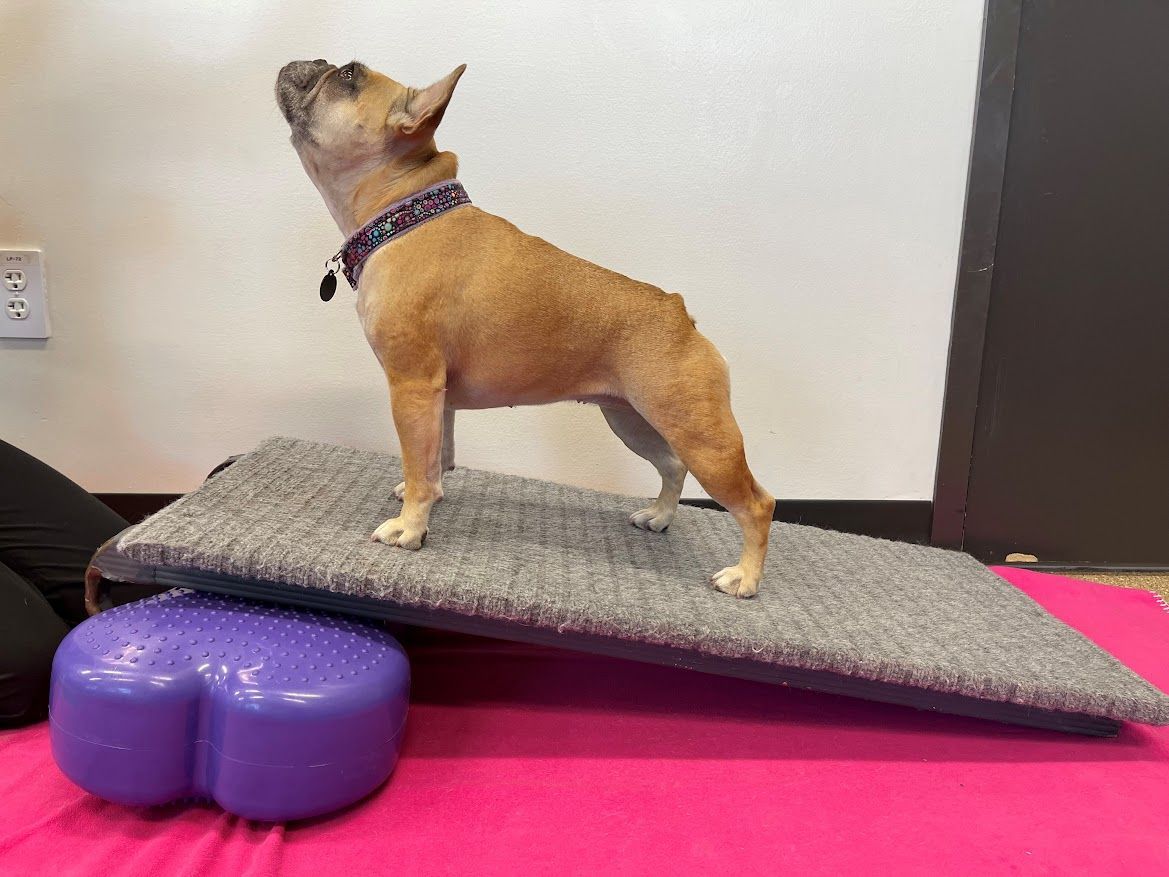 French bulldog on angled gray exercise mat, purple base, pink floor, looking up.