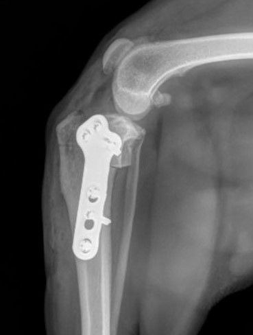 X-ray of a dog's leg with a metal plate and screws used to repair a fracture.