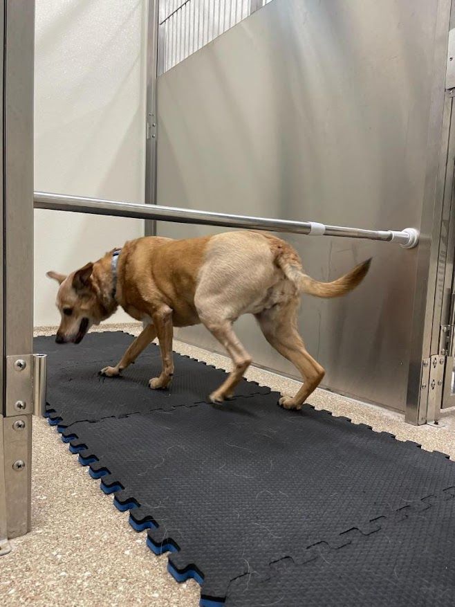 Dog walking on a treadmill in a clinic. Beige fur, metal support bar, indoor setting.