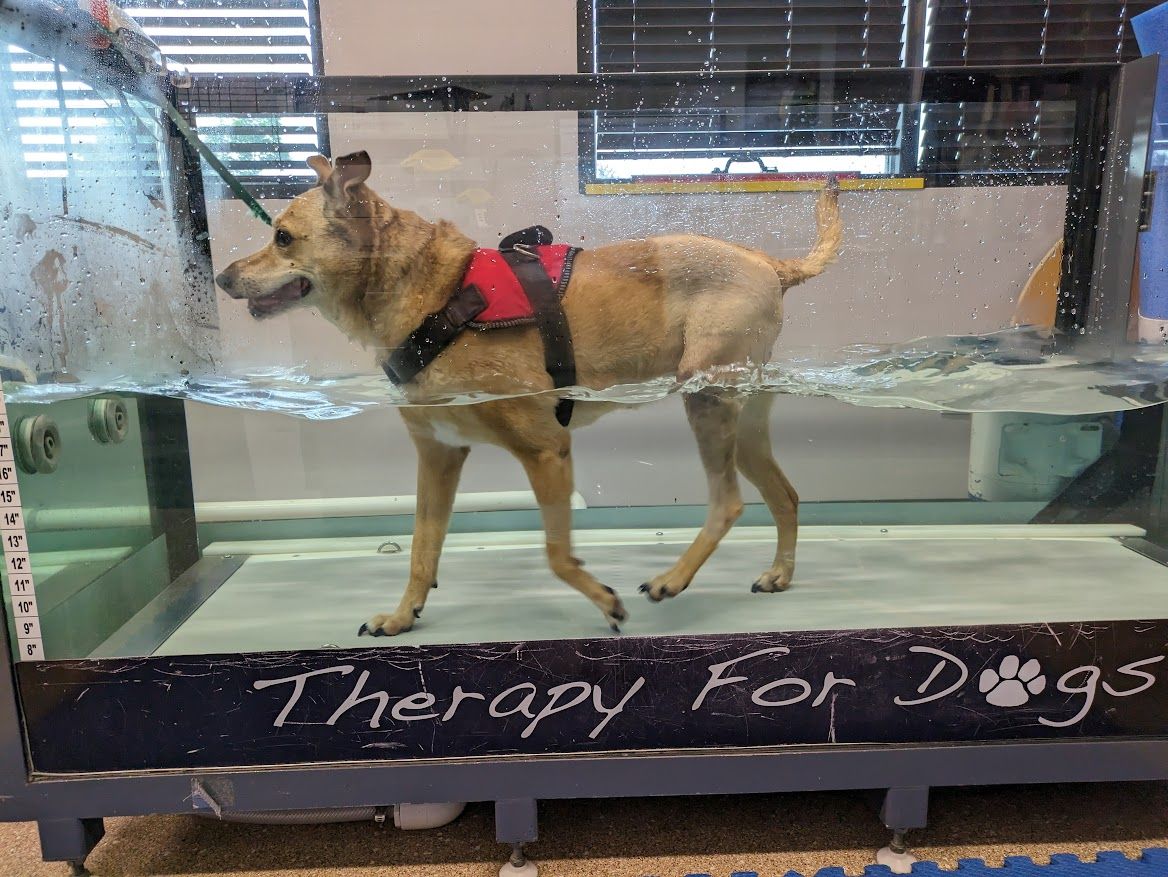Dog in a water treadmill wearing a red harness. 